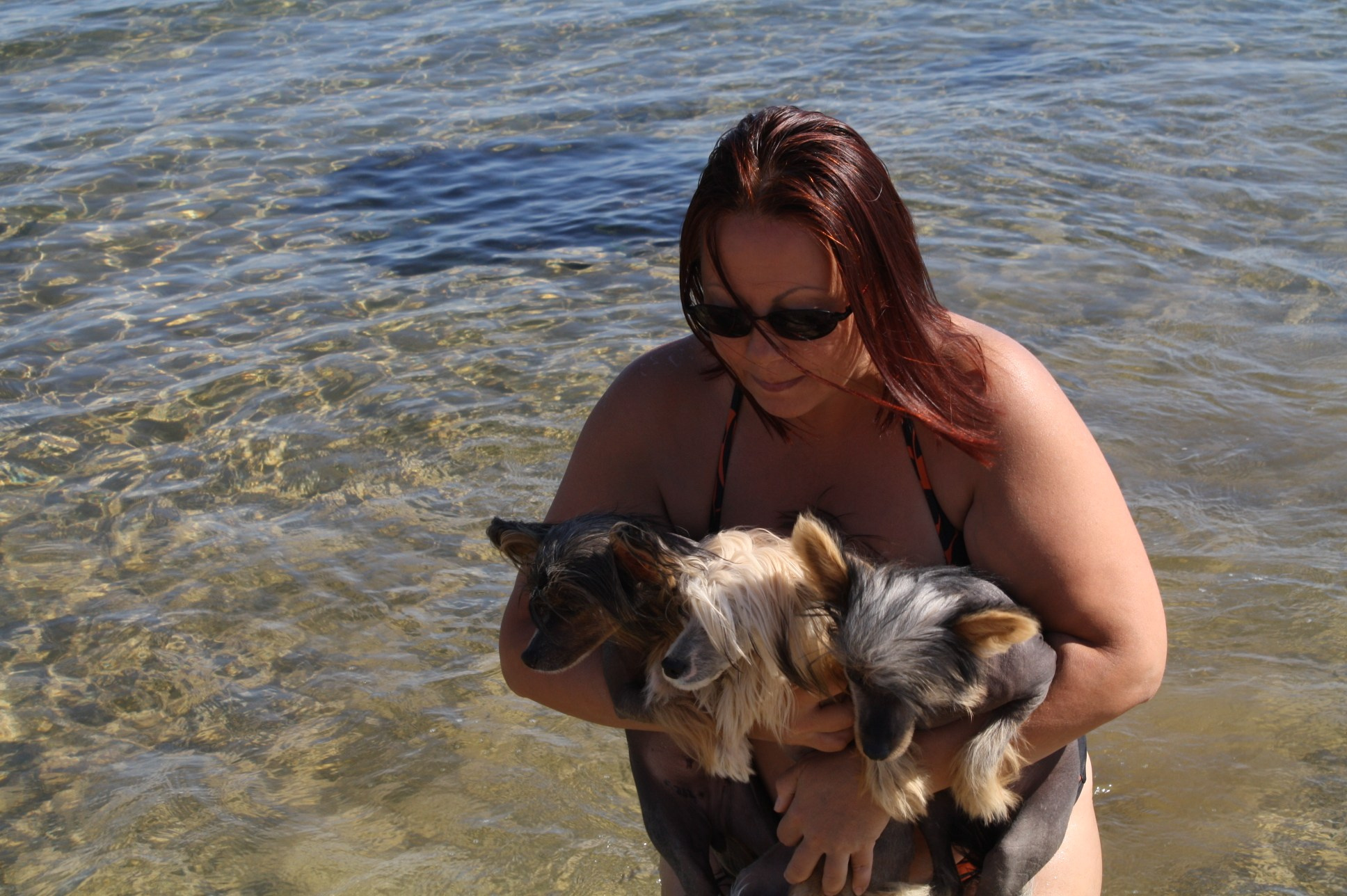 Dolzhanskaya Spit. Chinese Crested Dog Kennel Poale Ell