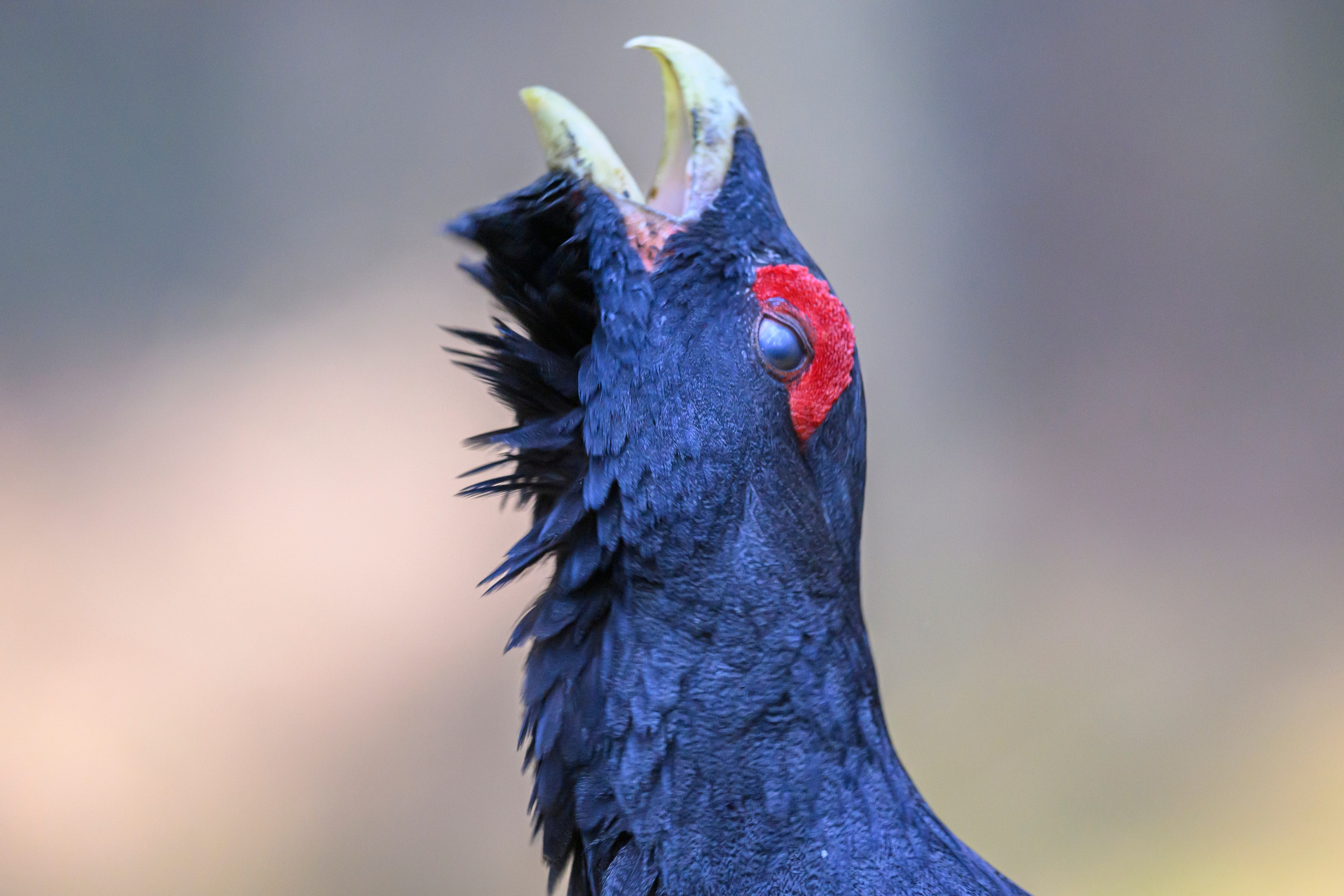 Глухарь / Wood grouse. Фотограф Сергей Пупонин