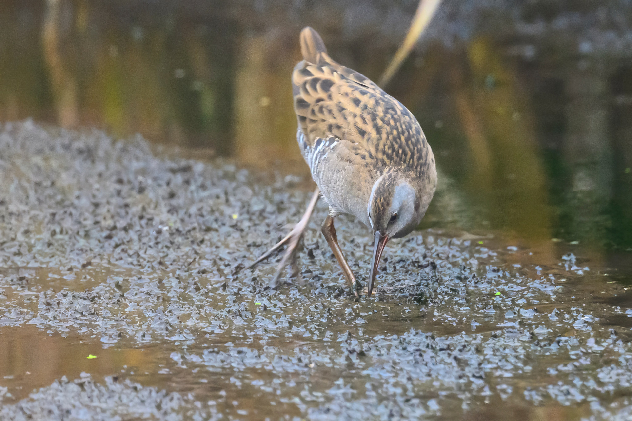 Водяной пастушок и кормовой стог ондатры. Wildlife photography by Sergey Puponin