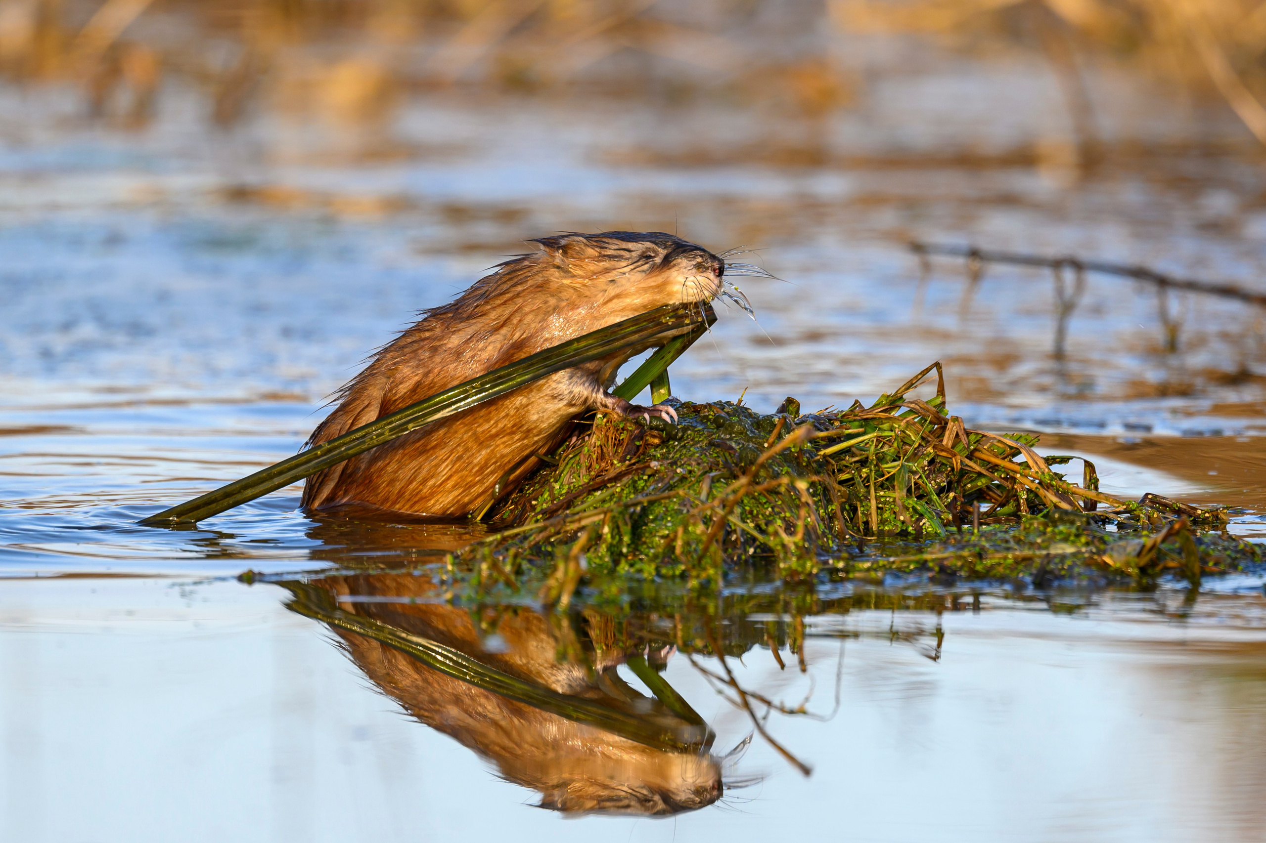 Журавли и ондатра. Wildlife photography by Sergey Puponin