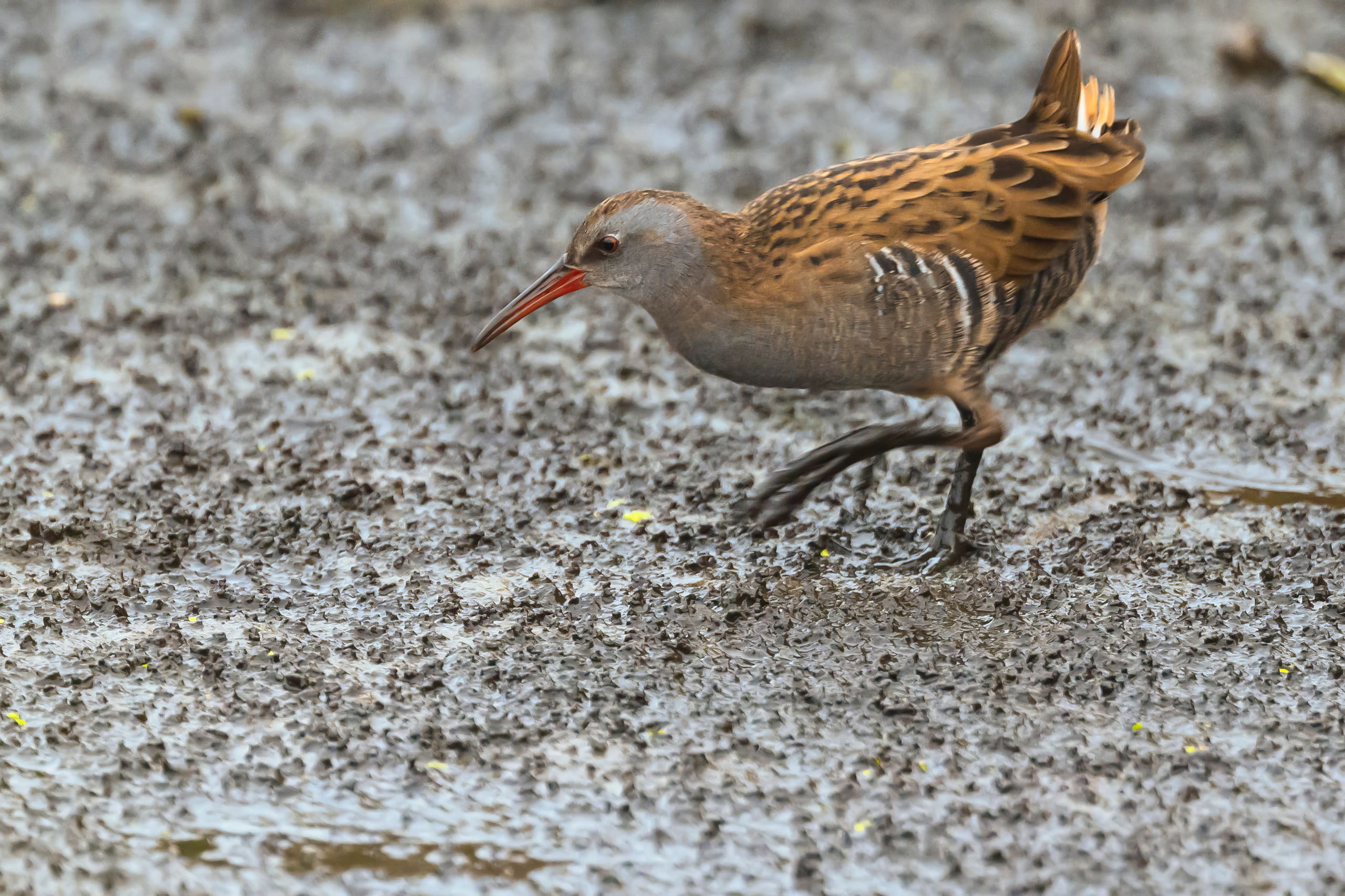 Водяной пастушок и кормовой стог ондатры. Wildlife photography by Sergey Puponin