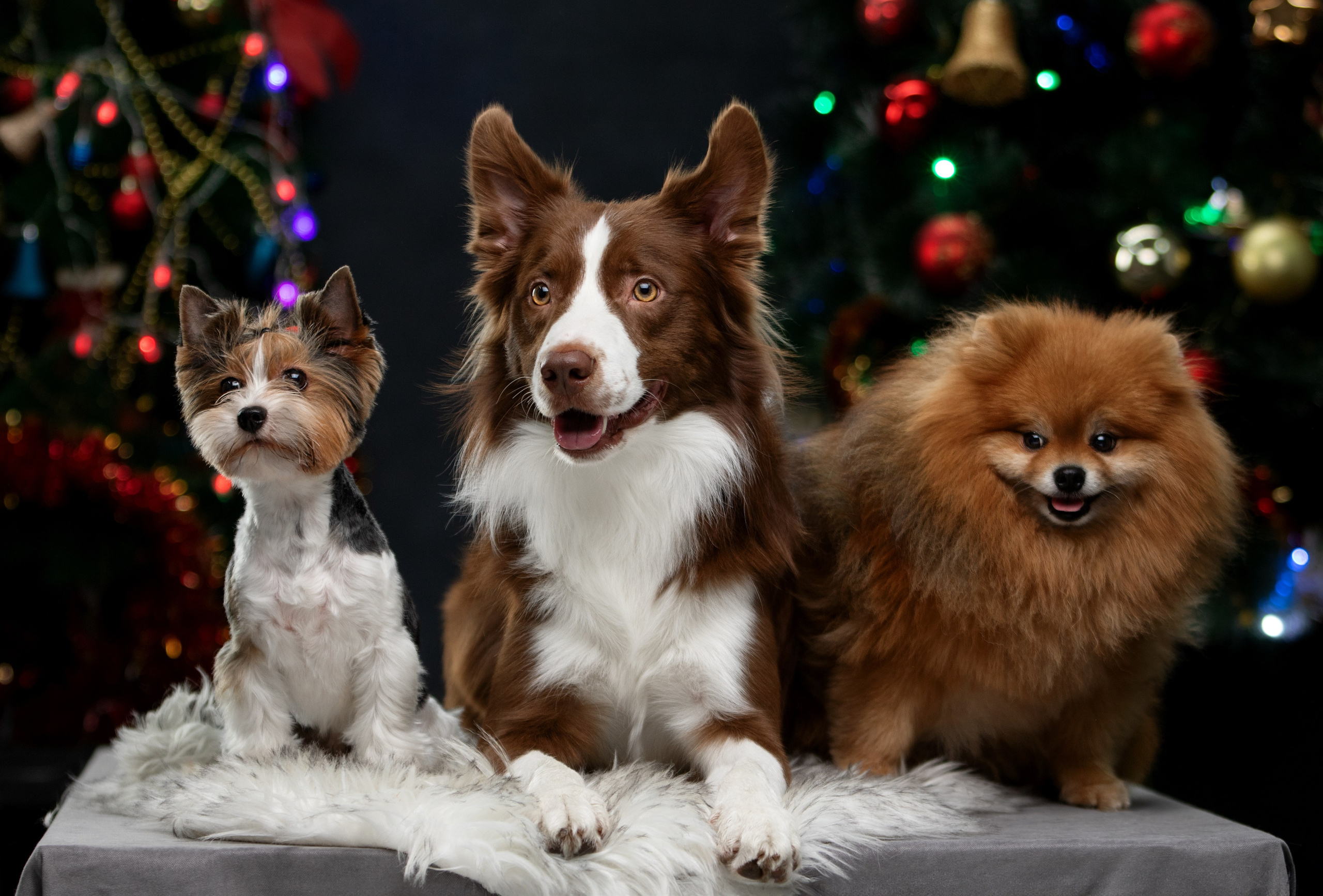 Новогодняя съемка для Илона, Чарли и Джейсона. Фотограф-анималист Юлия Зубкова