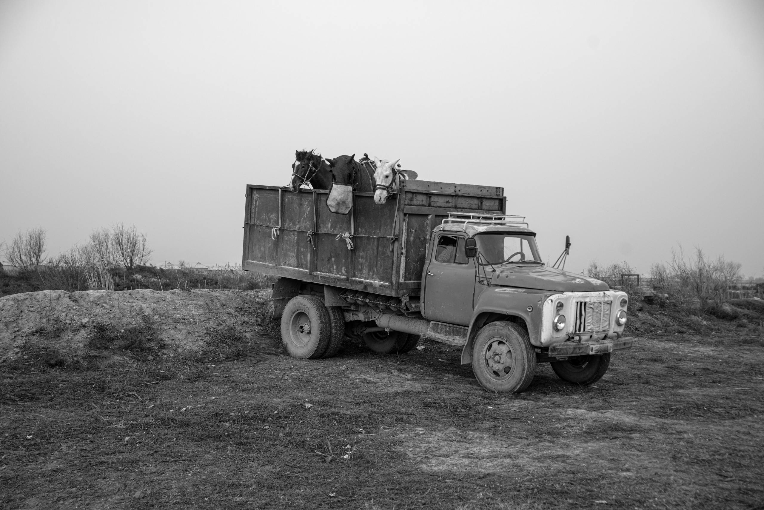 трм лошадиные головы торчат из кузова грузовика. фото продается