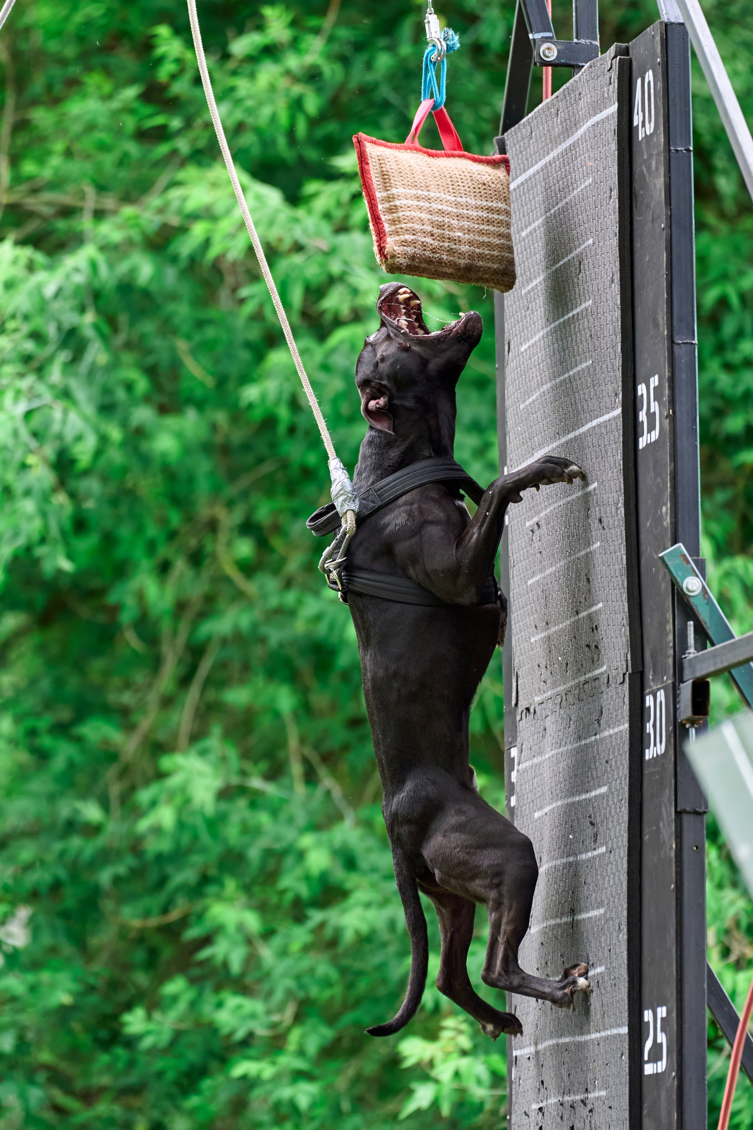 Двухдневные соревнования «Jump'n'Gym Fest — 2024». Фотограф-анималист Михаил Манухин