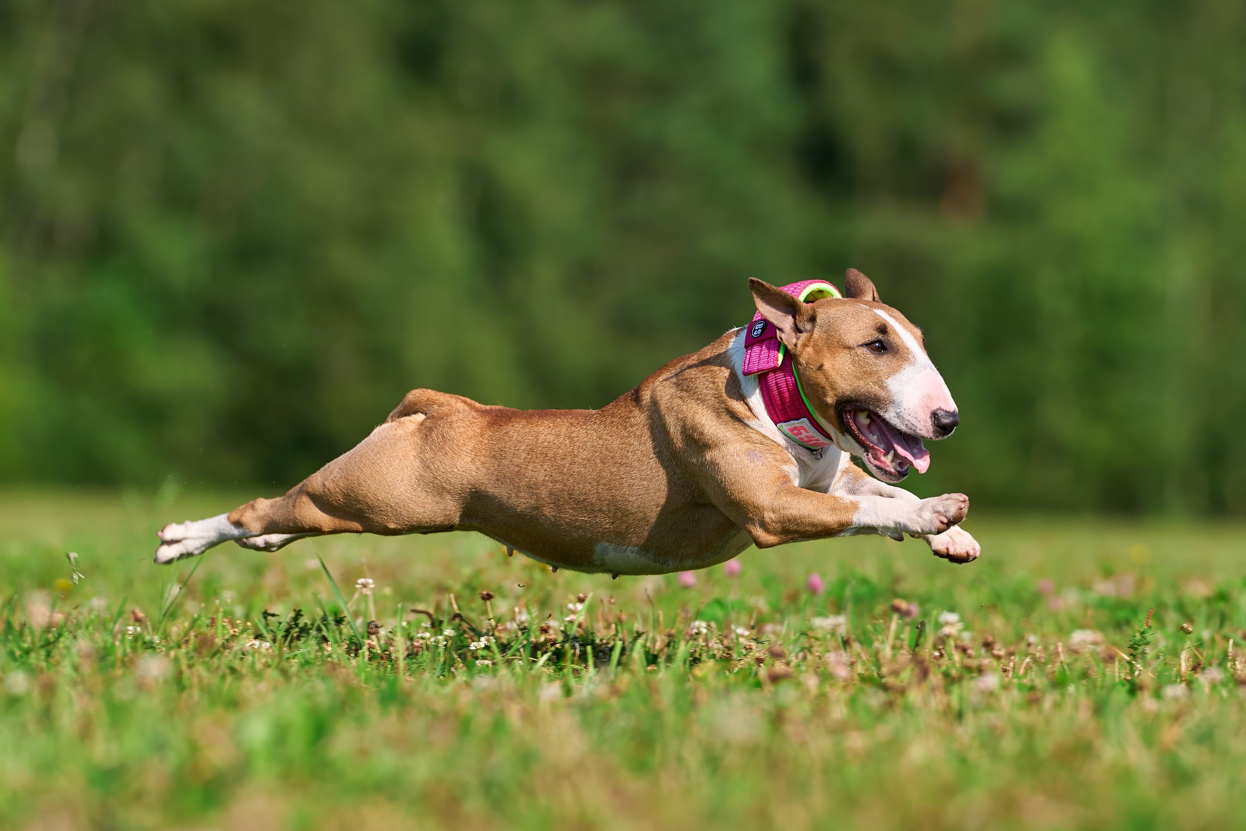 Тренировка в Донино. Фотограф-анималист Михаил Манухин