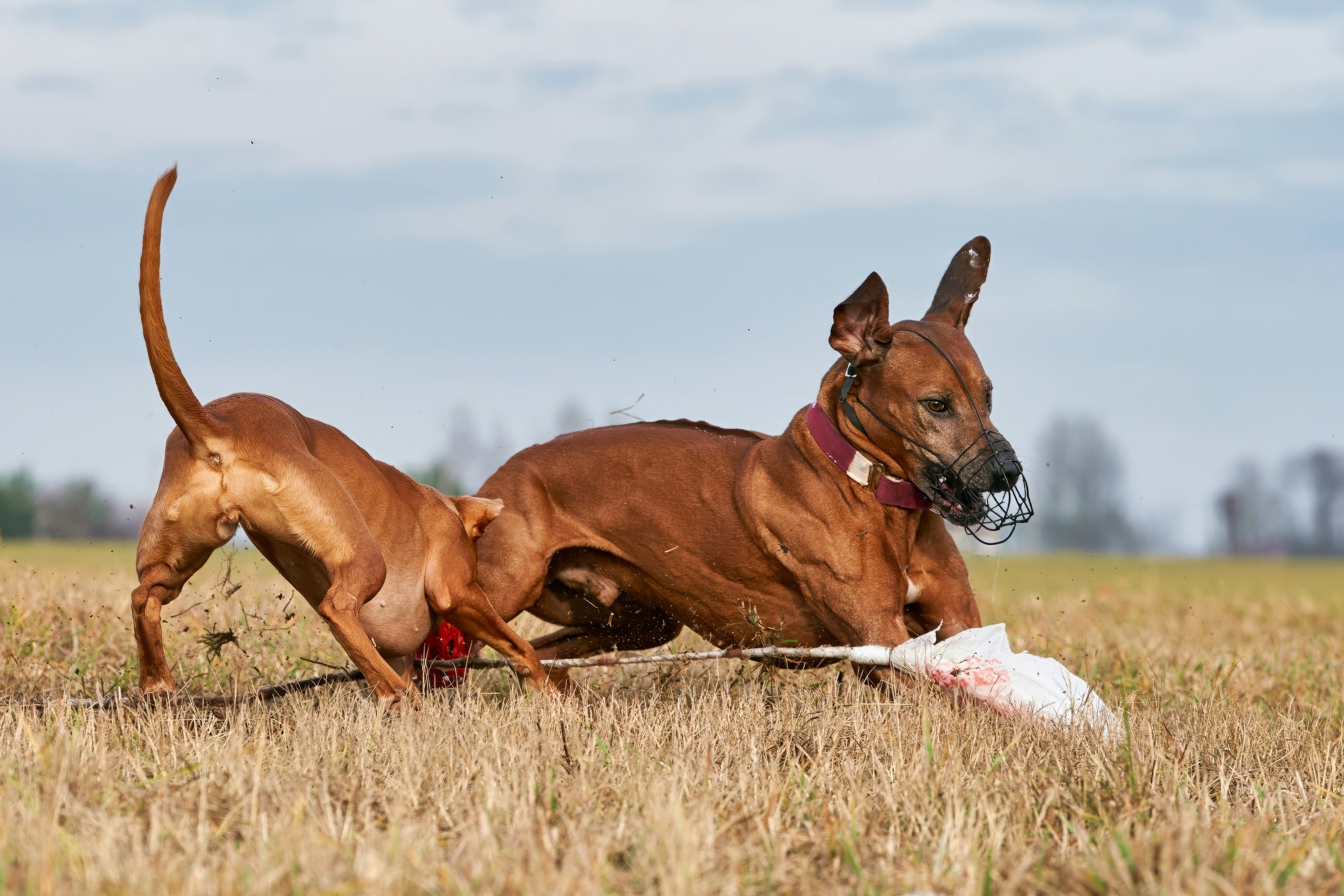 Состязания свор «Тройки». Фотограф-анималист Михаил Манухин