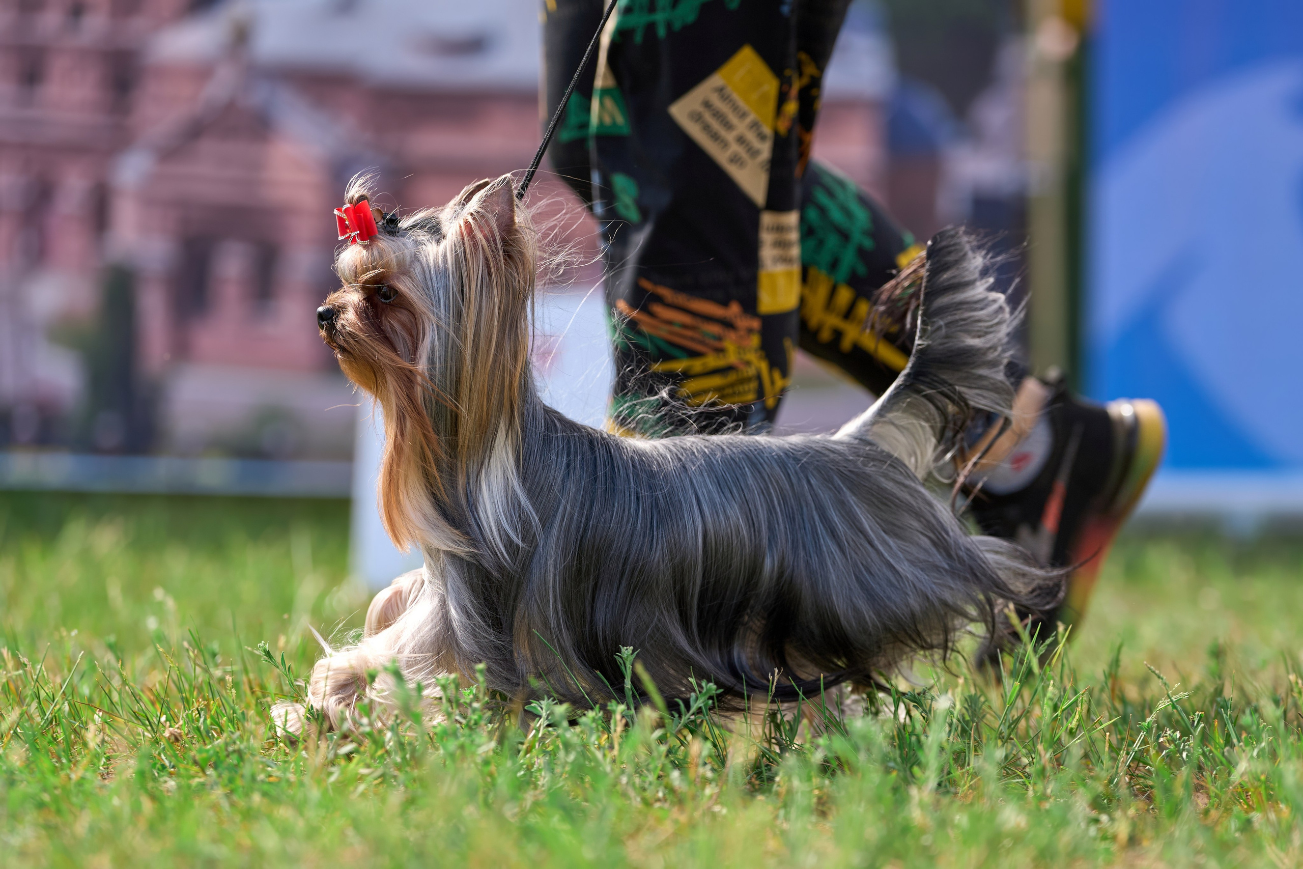 Выставка «ИЗ СОЗВЕЗДИЯ БОЛЬШОГО ПСА 2024». Фотограф-анималист Михаил Манухин