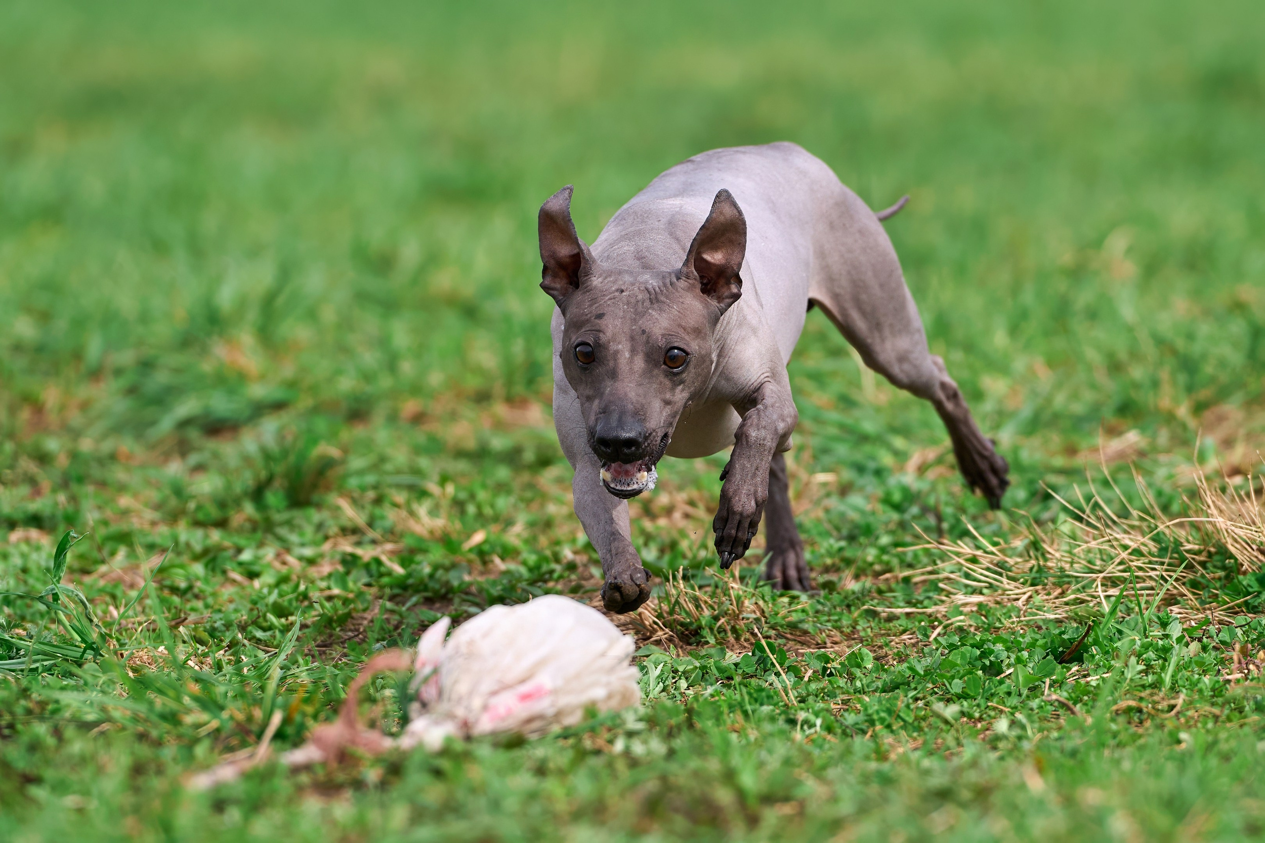 Тренировка по курсингу «на Ярославке». Фотограф-анималист Михаил Манухин