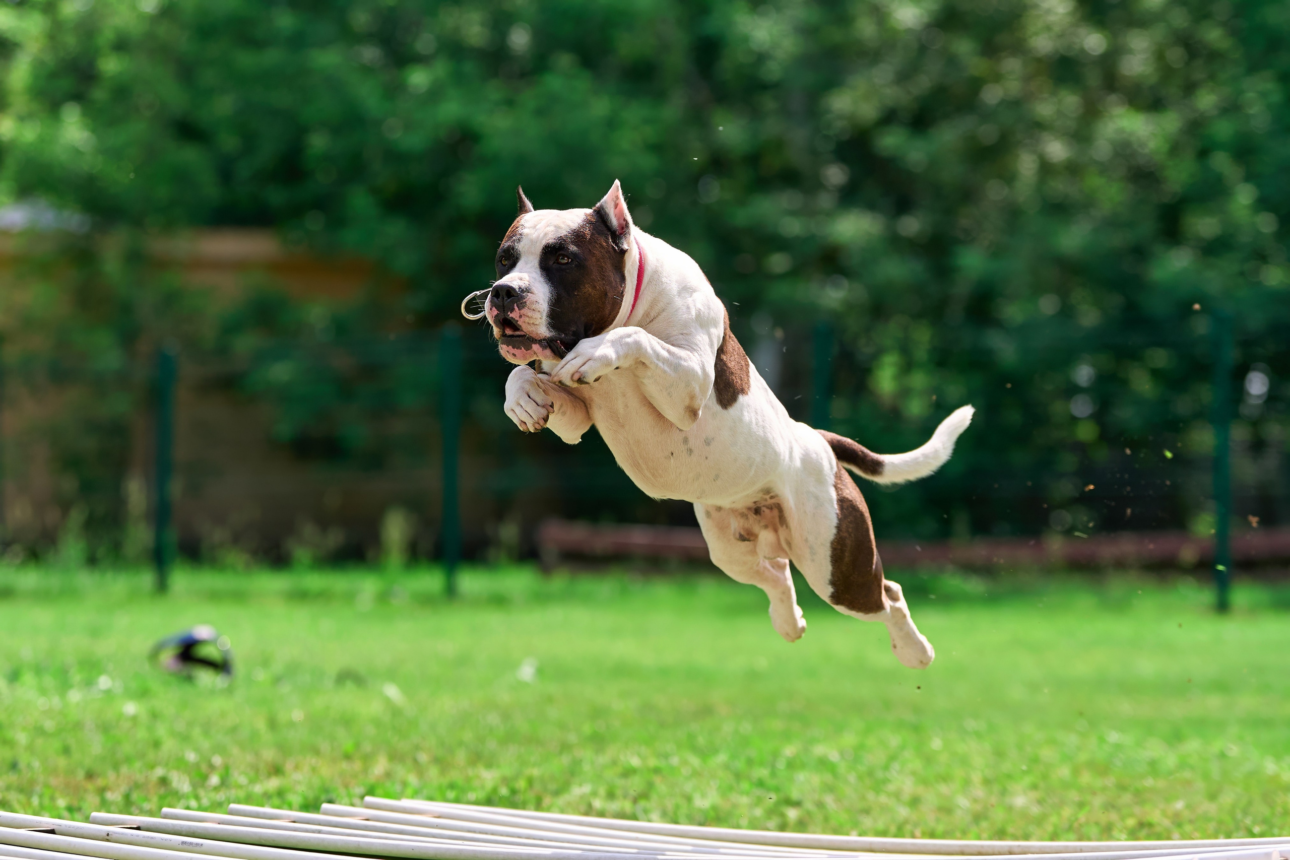 Двухдневные соревнования «Jump'n'Gym Fest — 2024». Фотограф-анималист Михаил Манухин