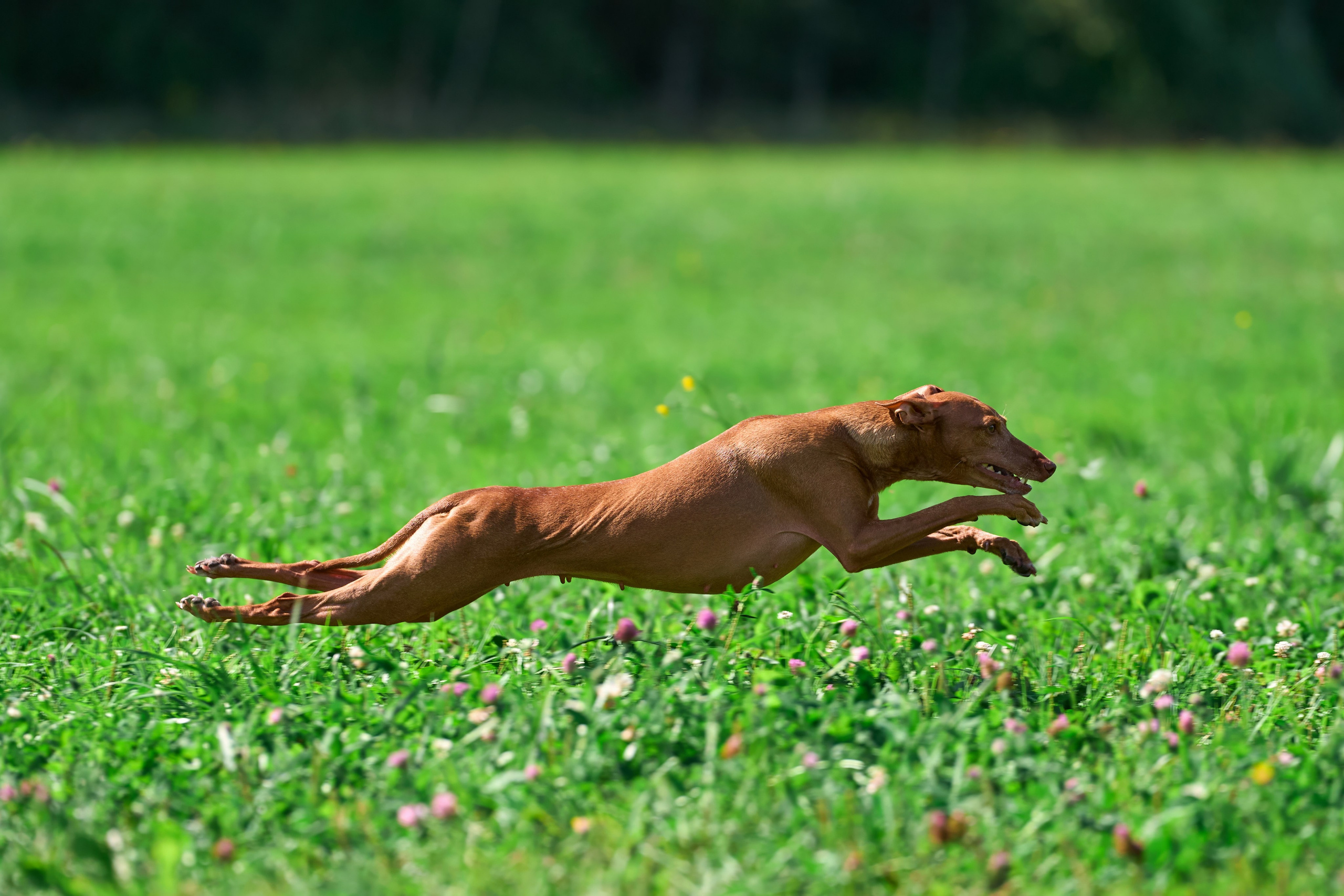 Тренировка в Донино. Фотограф-анималист Михаил Манухин