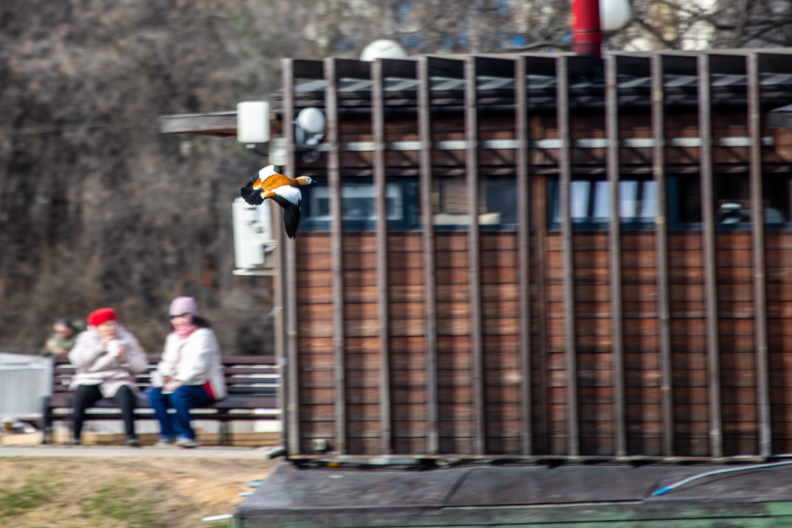 Весенняя фотопрогулка. Главная