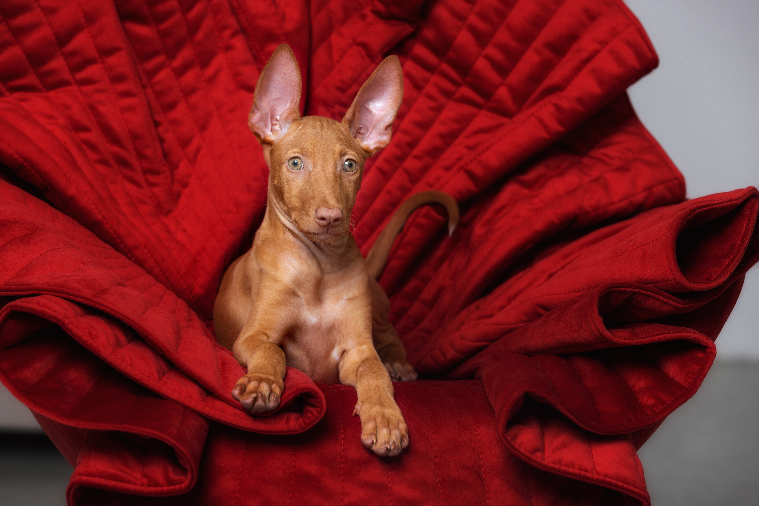 Фотограф Алена Звездина