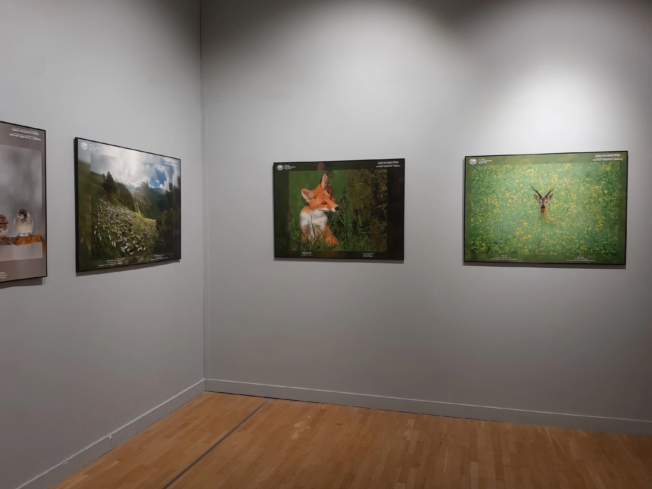 Новости. Фотографии Лены Соколовой