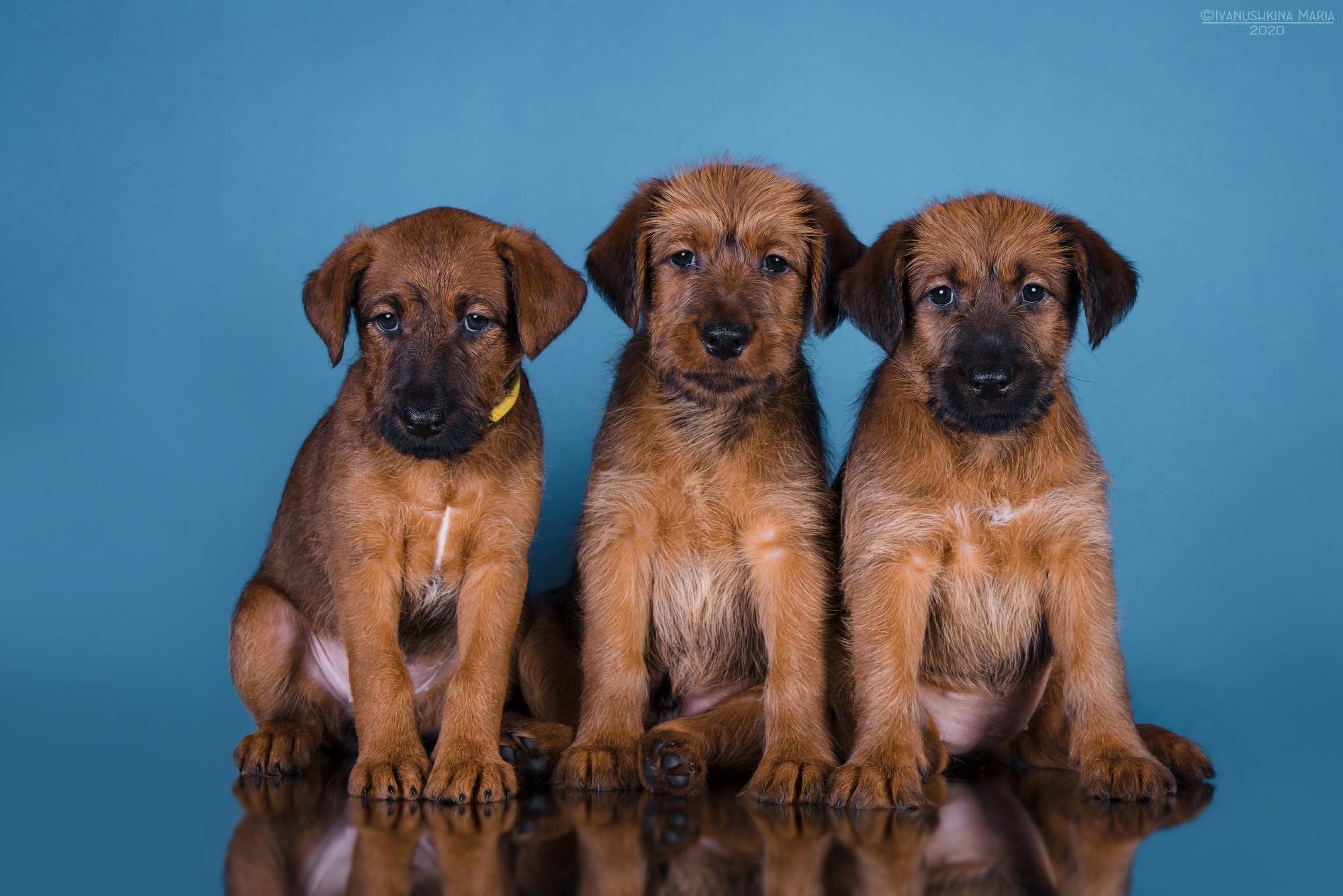 Фотосессия щенков на фонах. Фотограф собак в Москве и Московской области Иванушкина Мария