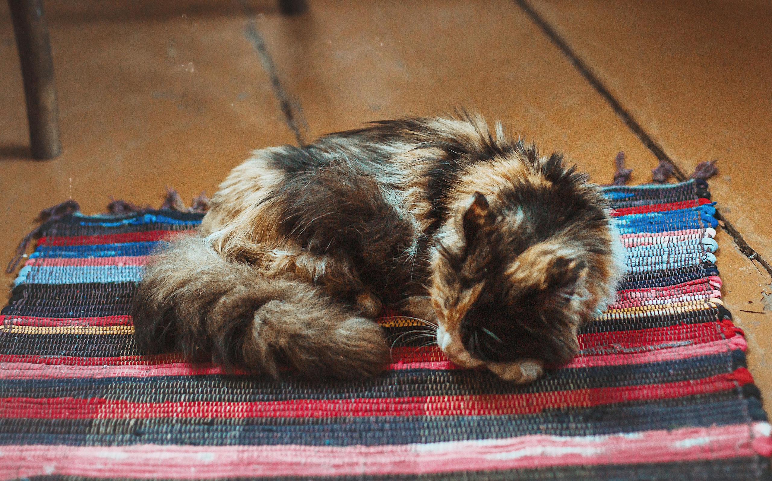 Деревенский стиль, детский портрет, семейная фотосессия. Профессиональный фотограф, фотохудожник, видеограф из Москвы