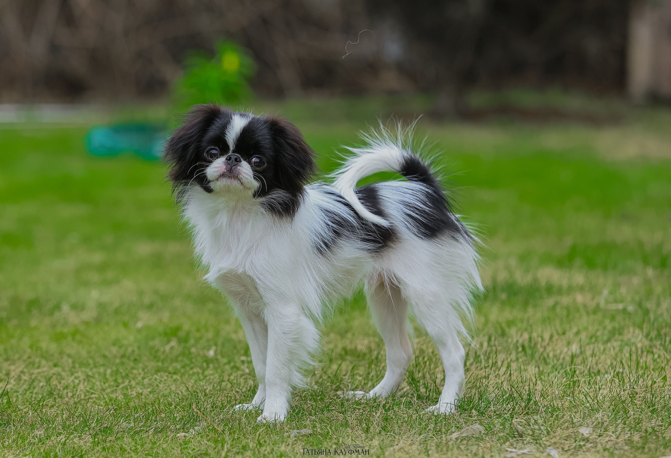 Японский хин, фотография японский хин, собака в цветах, красивая собака, фотограф анималист, фотокурс Анималистика, научиться фотографировать собак, фотограф Новосибирск