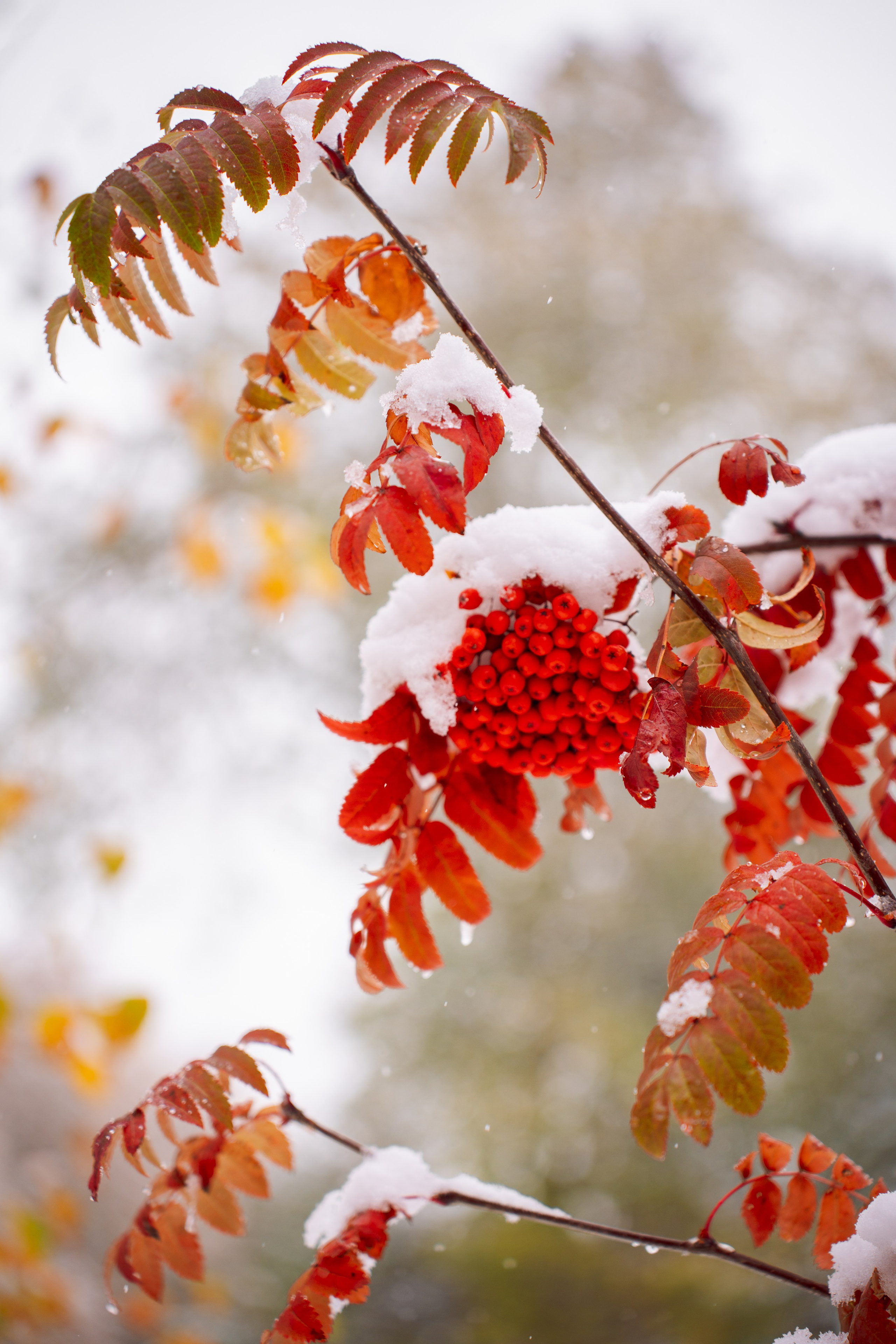 Снежные истории с ноября. Фотограф Кемерово Анна Князева