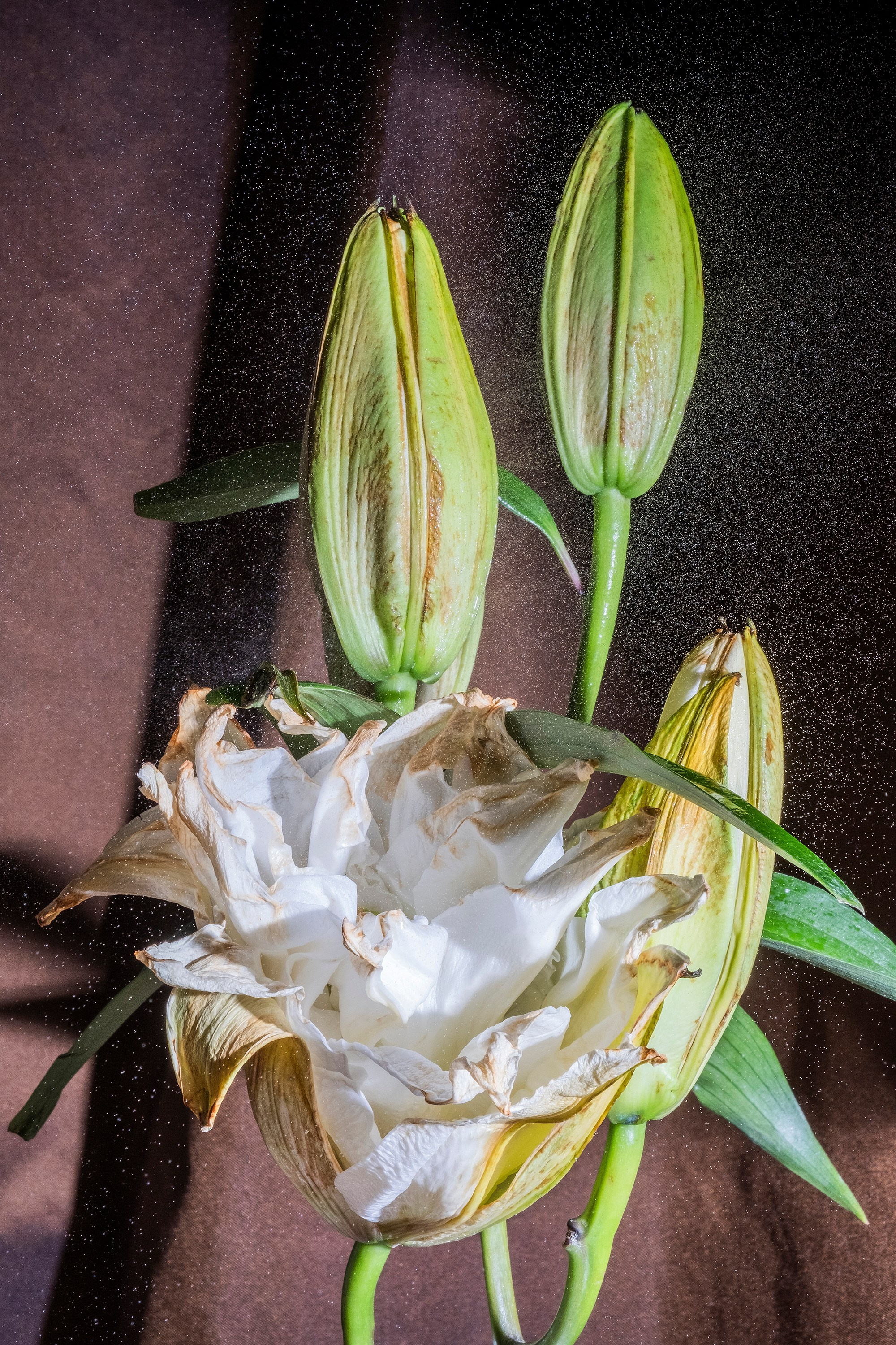 Флирт цветов. Стас Понятовский