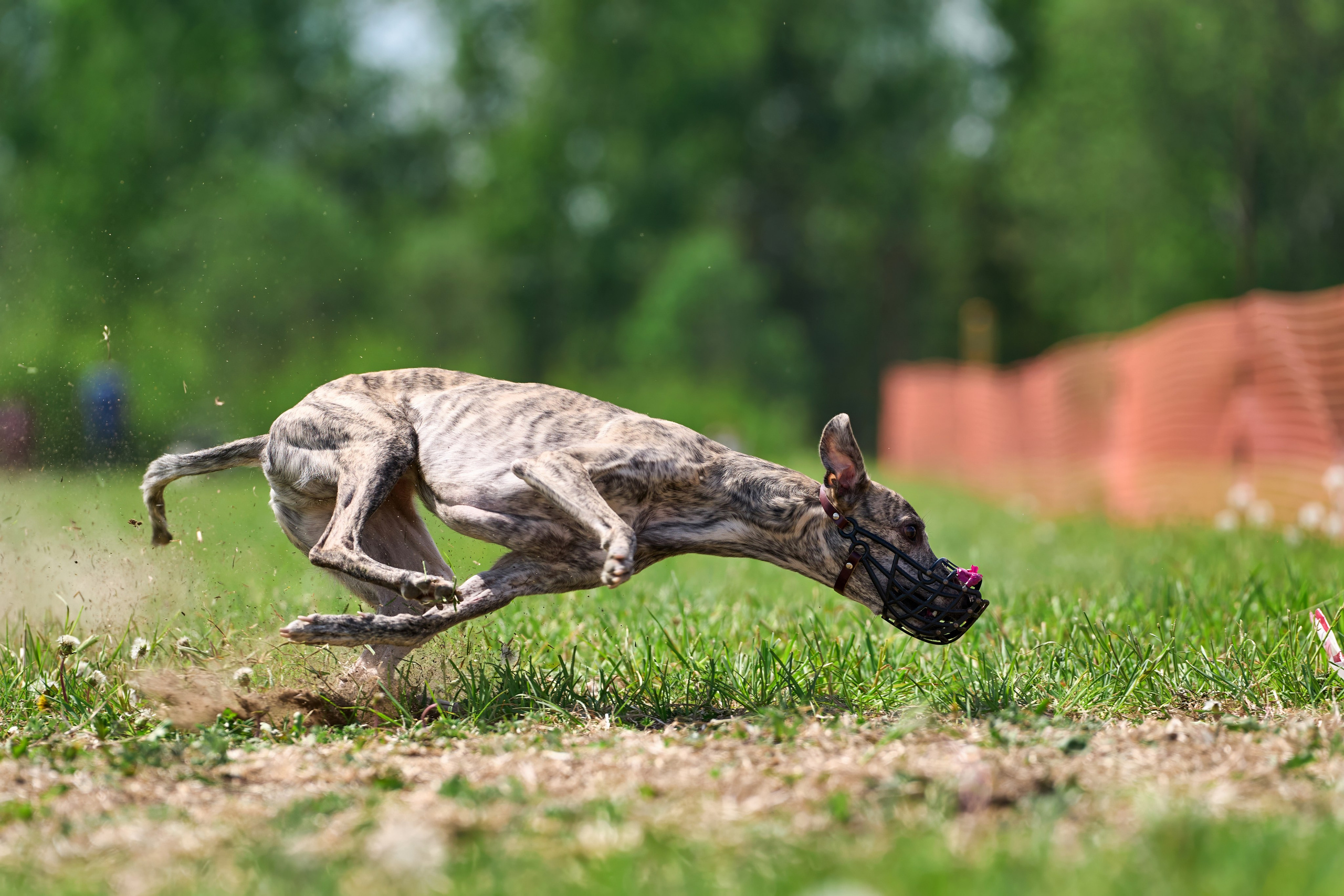 Квалификация по рейсингу. РАЛББ и Курсинг на Ярославке. Фотограф-анималист Михаил Манухин