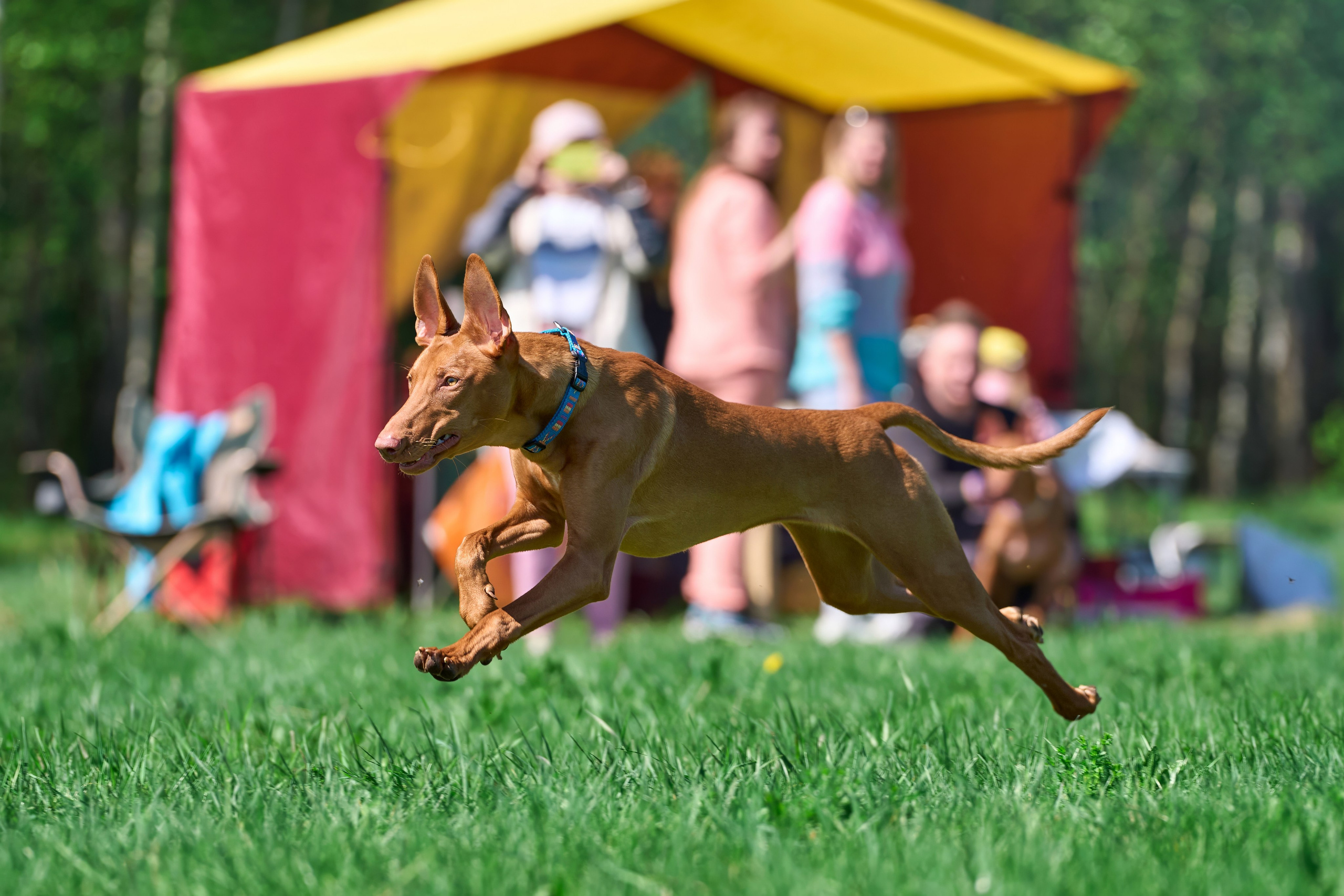 Тренировка по курсингу Донино. Фотограф-анималист Михаил Манухин