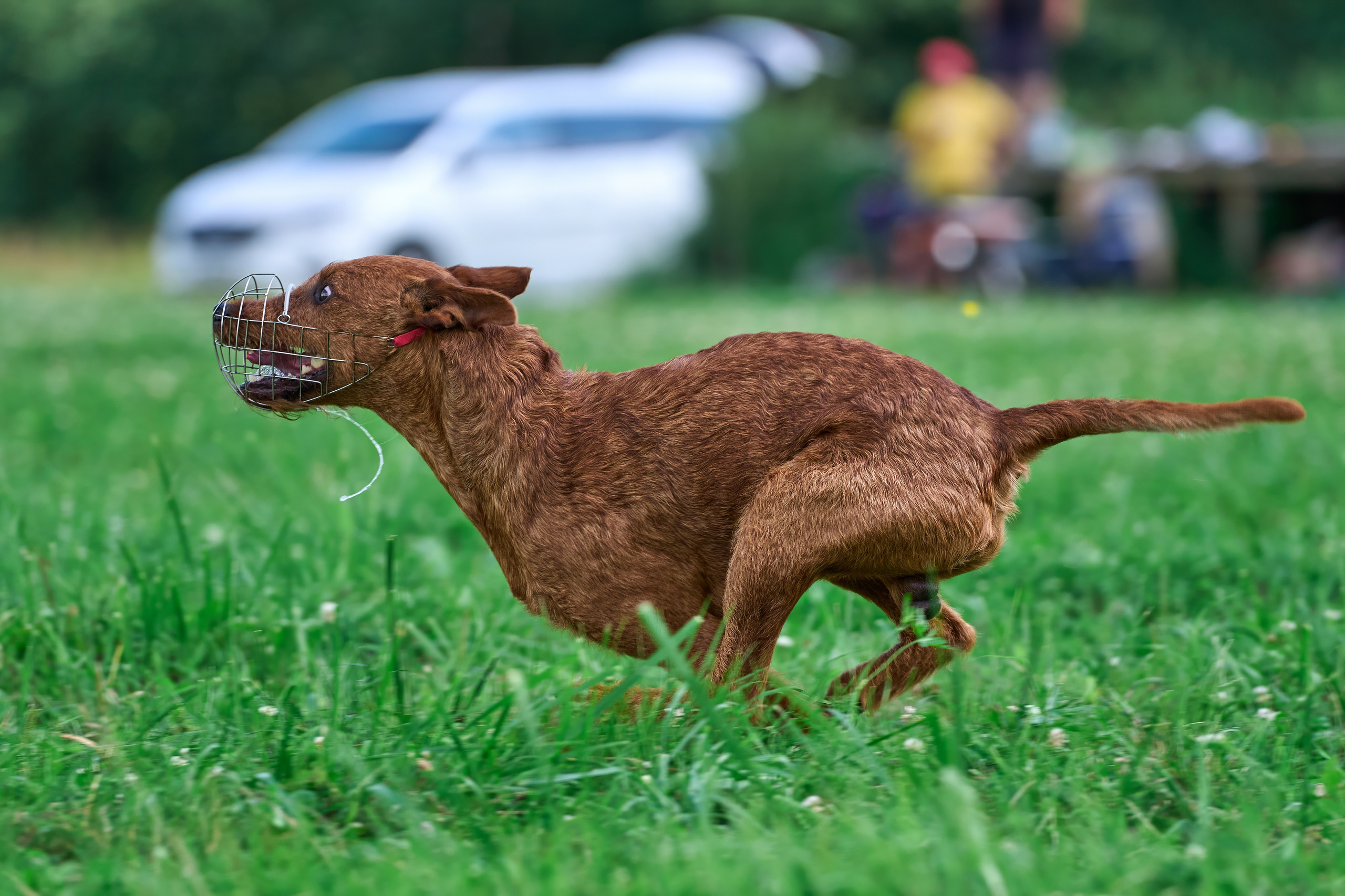 Тренировка в Донино. Фотограф-анималист Михаил Манухин