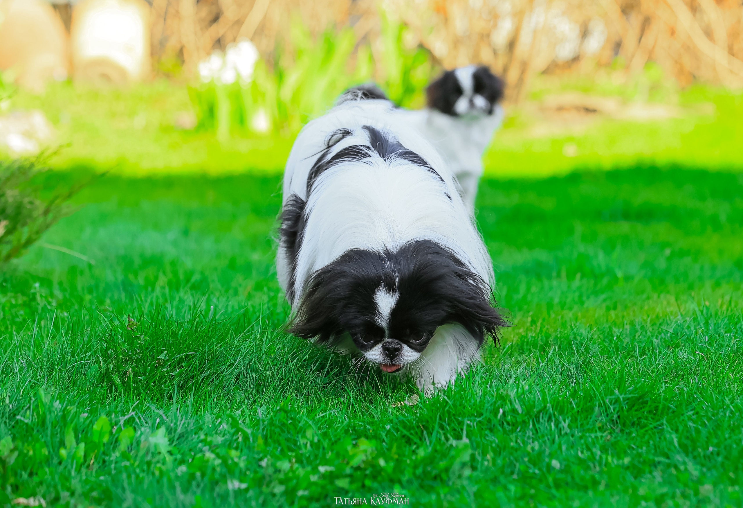 Японский хин, фотография японский хин, собака в цветах, красивая собака, фотограф анималист, фотокурс Анималистика, научиться фотографировать собак, фотограф Новосибирск
