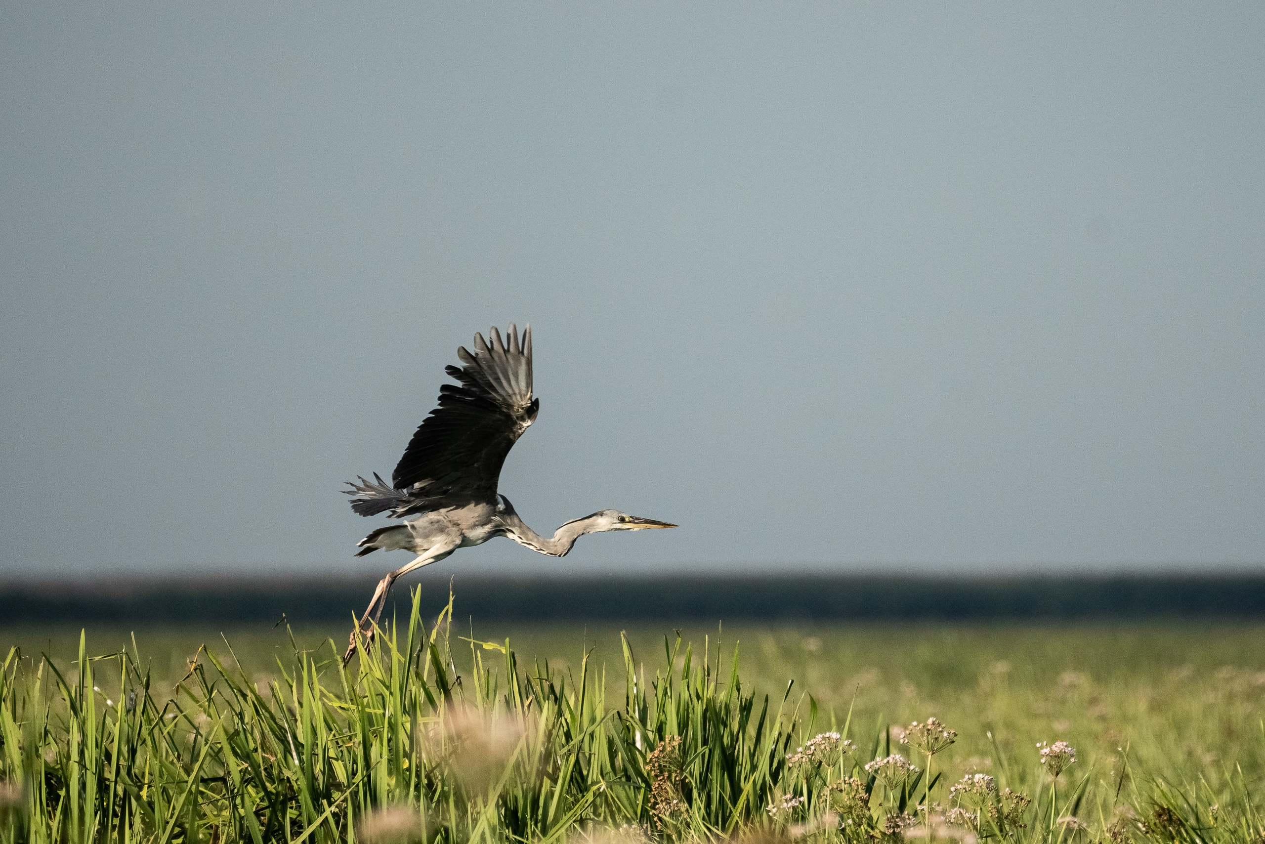 Барханы и лотосы. Июль–Август