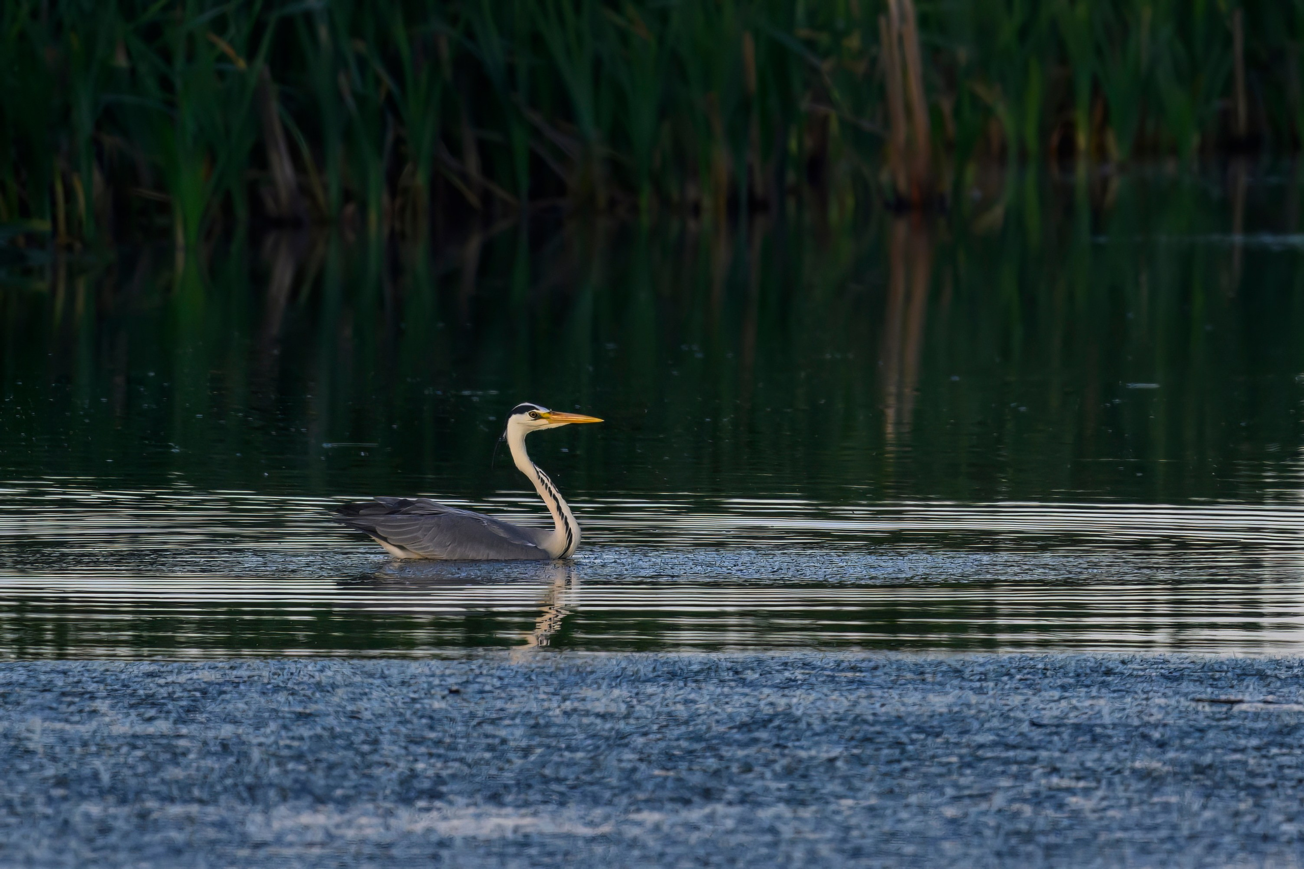 Охота сов и схватка с лунем. Фотограф Сергей Пупонин