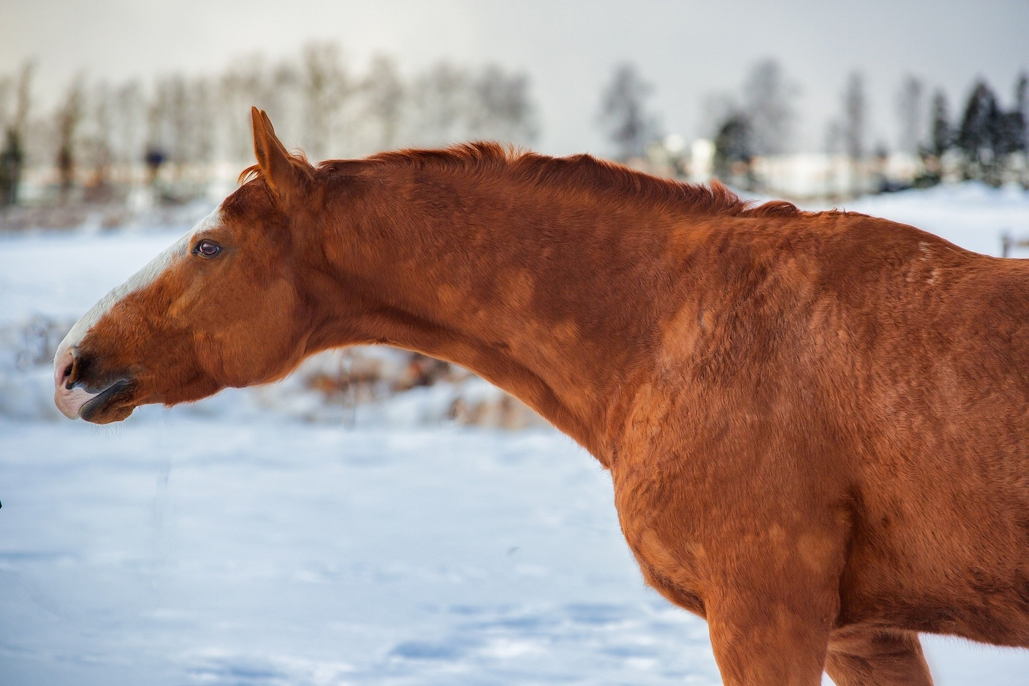 Проект донские лошади. Конный фотограф Юлия Дроздова