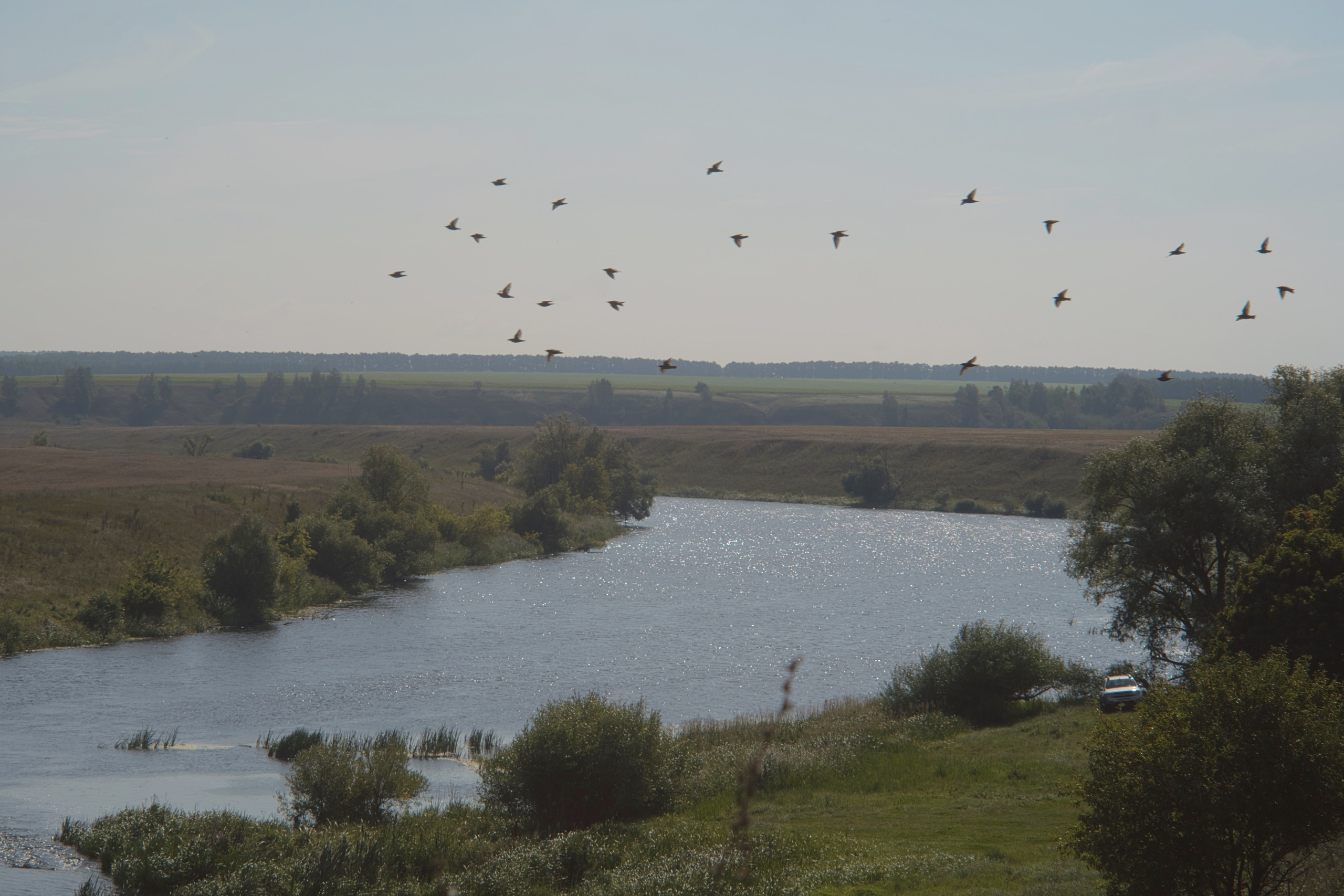 Ласточки над Доном, деревня Масловка Липецкой области