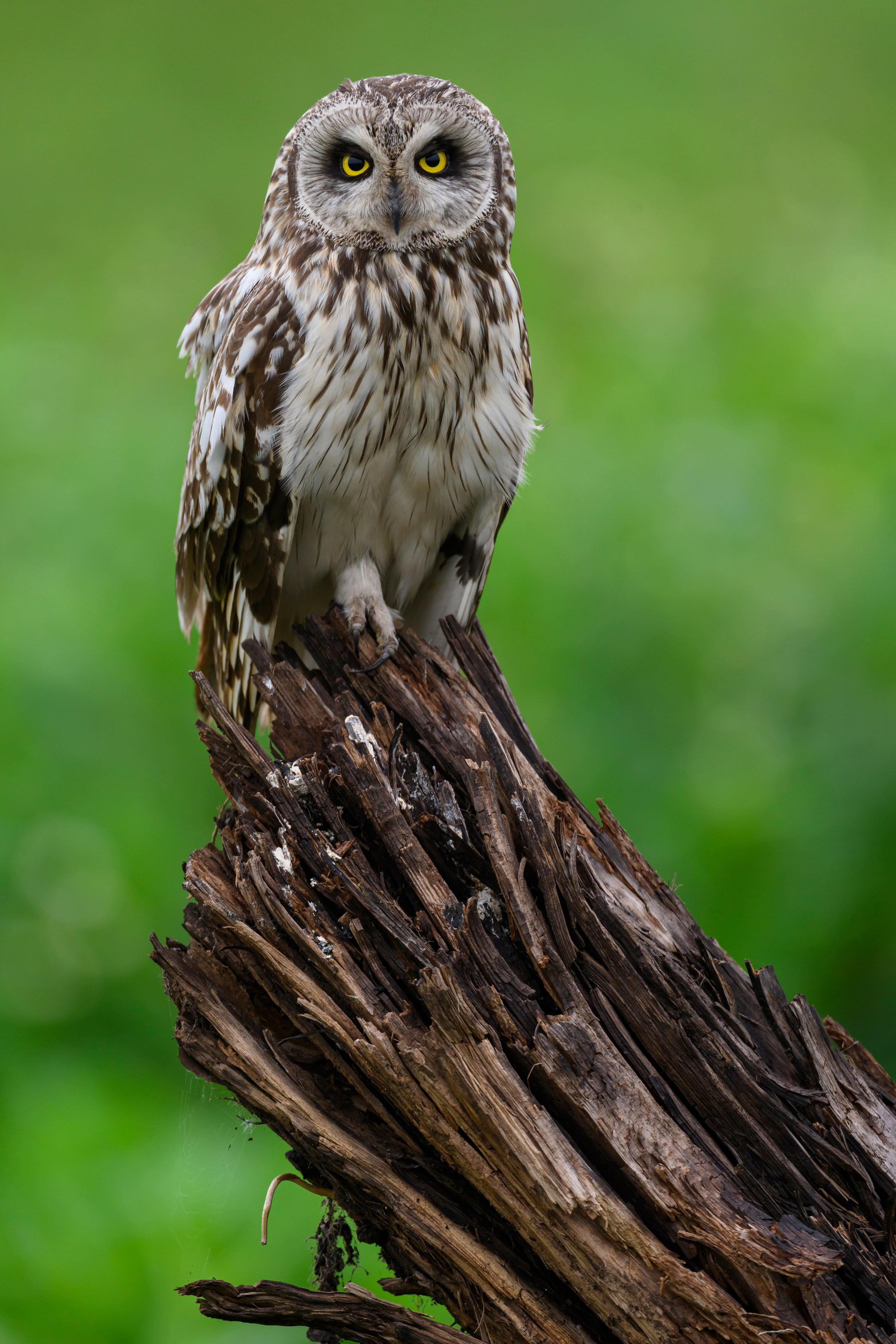 Мэрилин Монро | Marilyn Monroe. Фотограф Сергей Пупонин