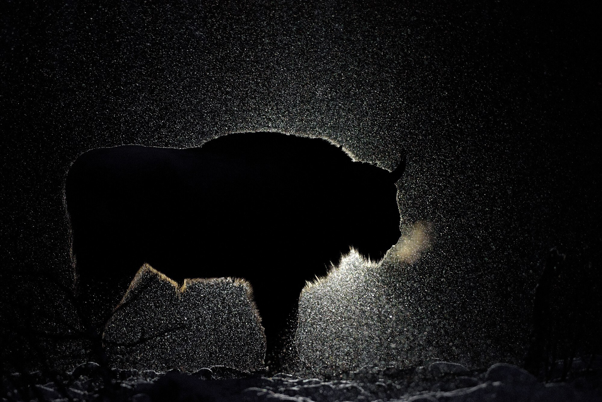 Фотограф животных и портретный фотограф в Москве Игорь Зубков