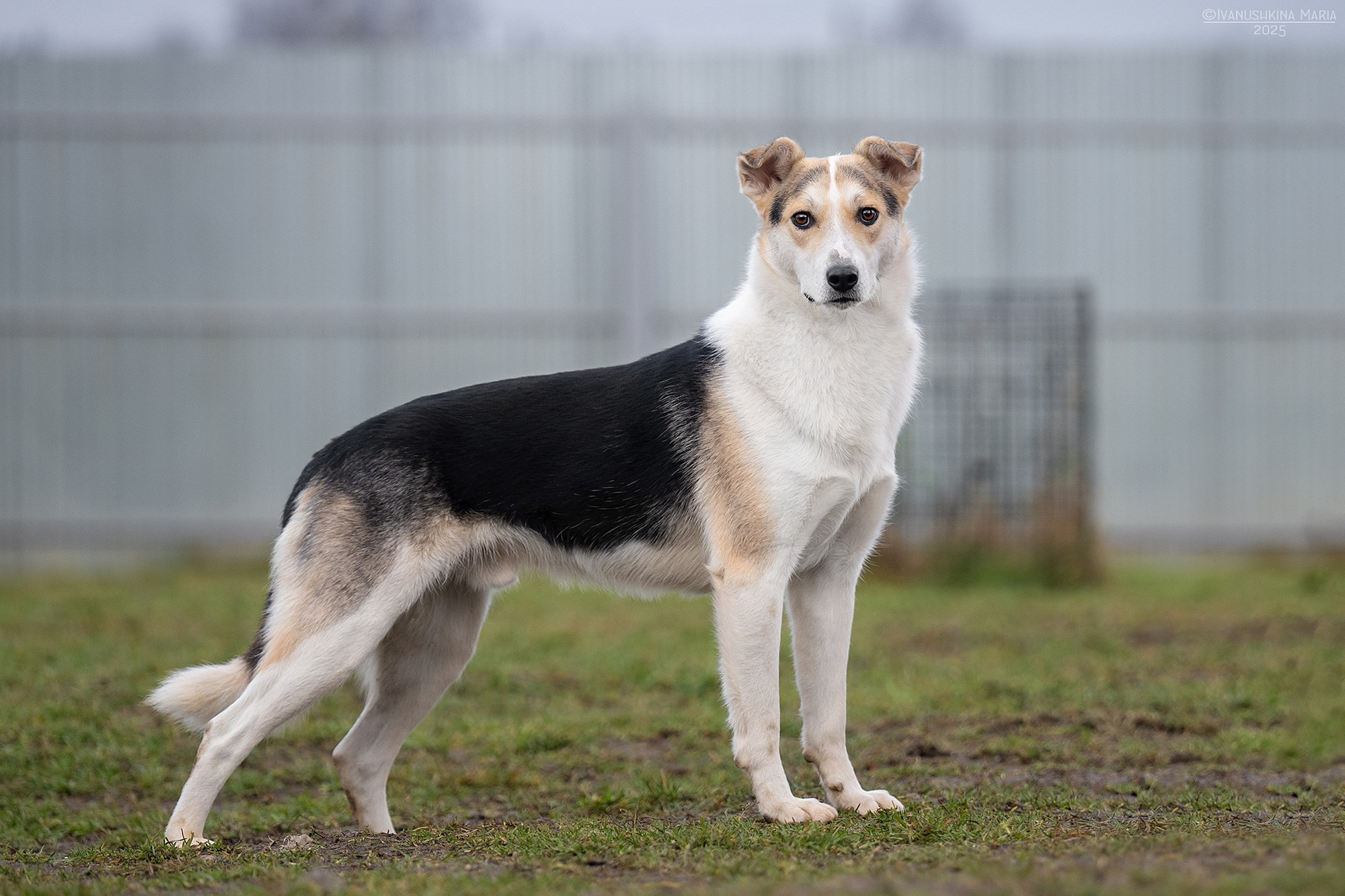 Пиарные фотосессии собак на пристройство. Фотограф собак в Москве и Московской области Иванушкина Мария