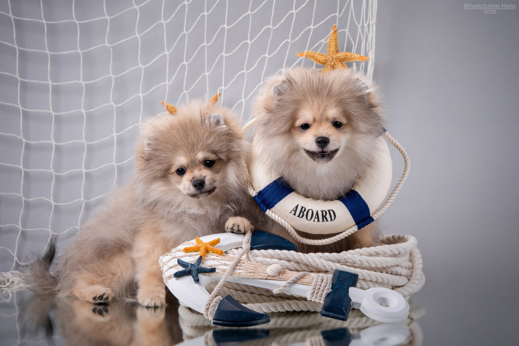 Фотосессия щенков на фонах. Фотограф собак в Москве и Московской области Иванушкина Мария