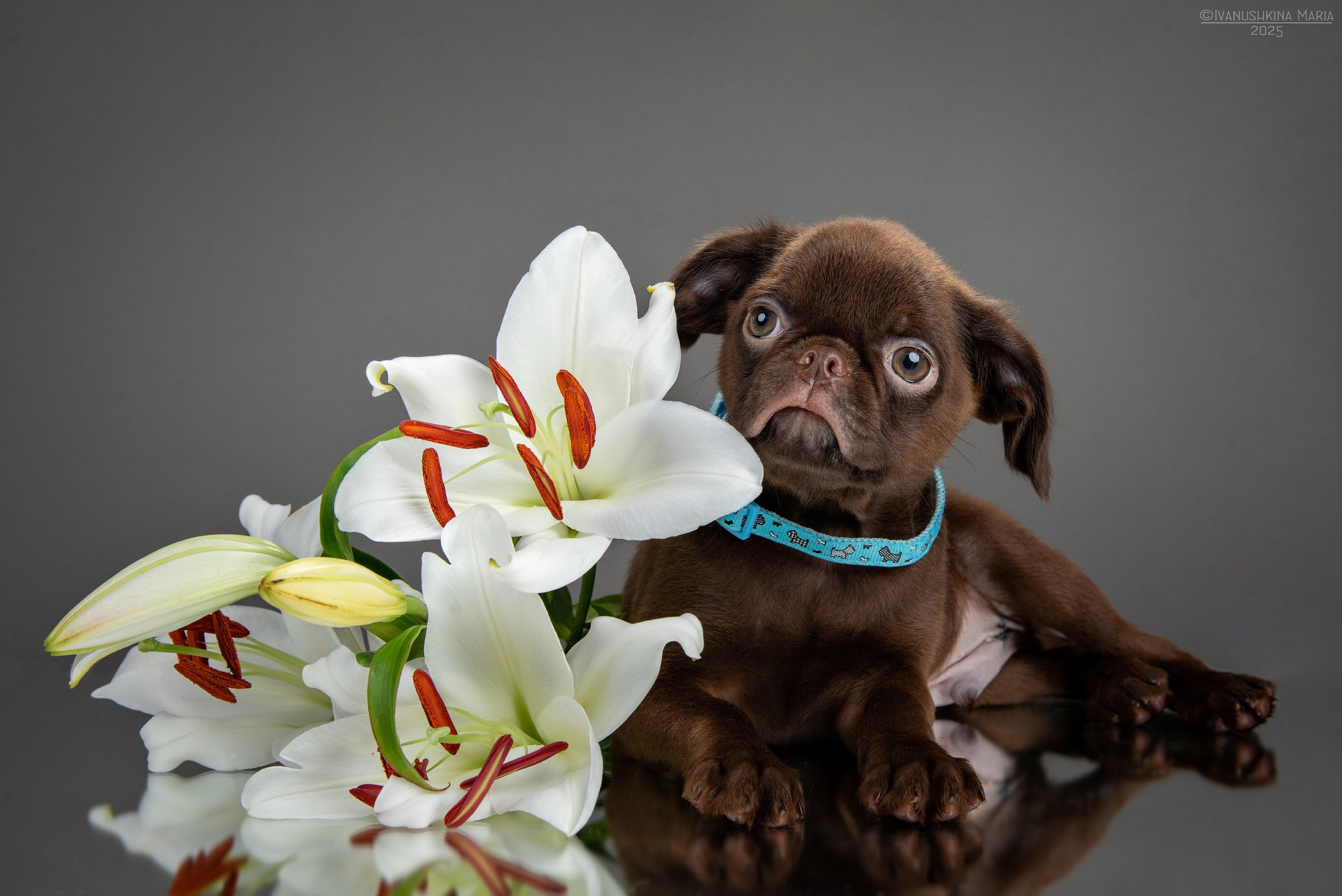 Фотосессия щенков на фонах. Фотограф собак в Москве и Московской области Иванушкина Мария
