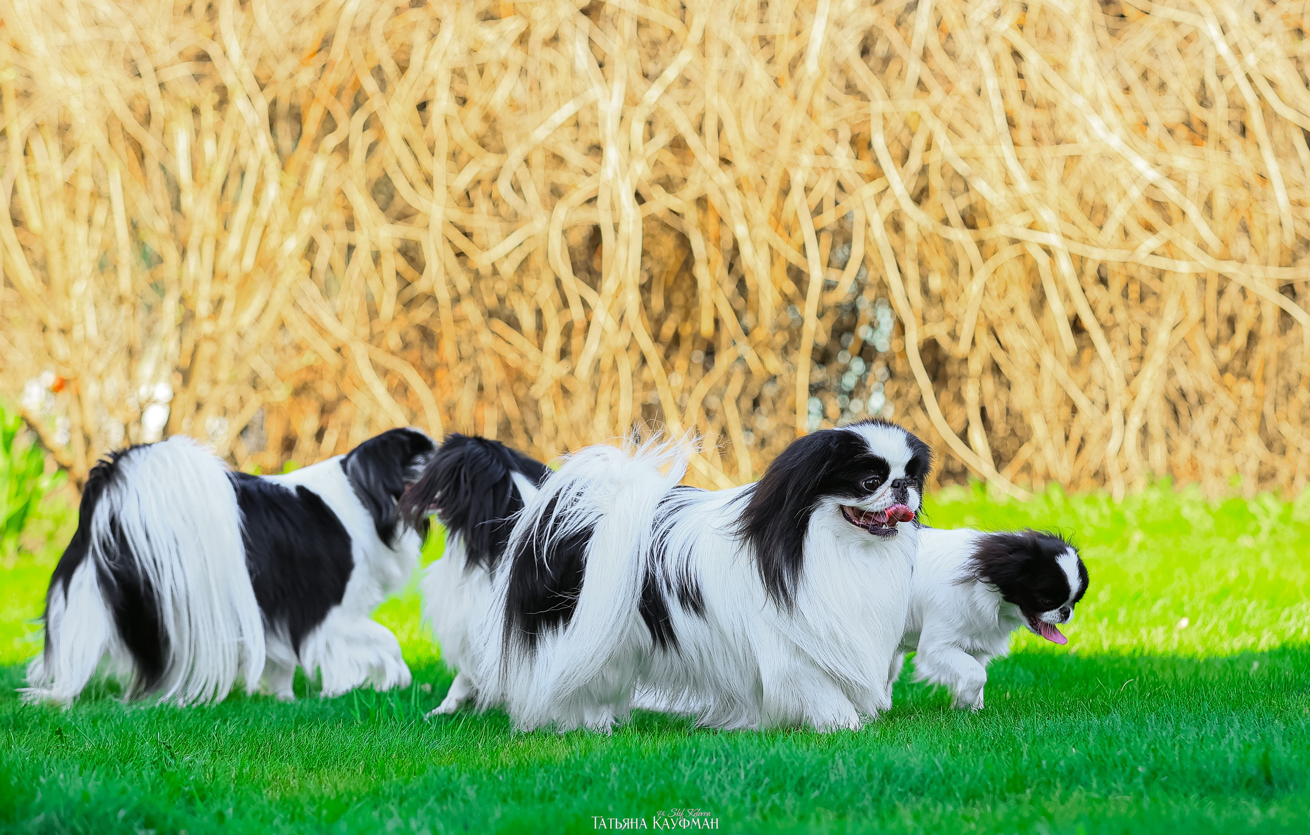 Японский хин, фотография японский хин, собака в цветах, красивая собака, фотограф анималист, фотокурс Анималистика, научиться фотографировать собак, фотограф Новосибирск