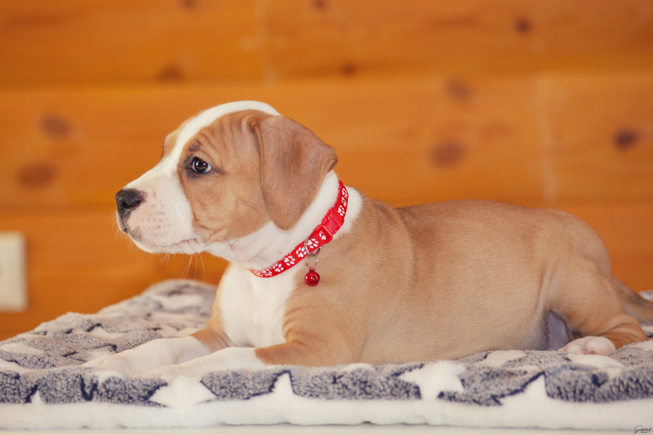 Щенки. Slavilada-Лапки. Свет. Любовь… Профессиональная фотосессия питомцев Для памяти, пристройства и продажи. Хабаровск