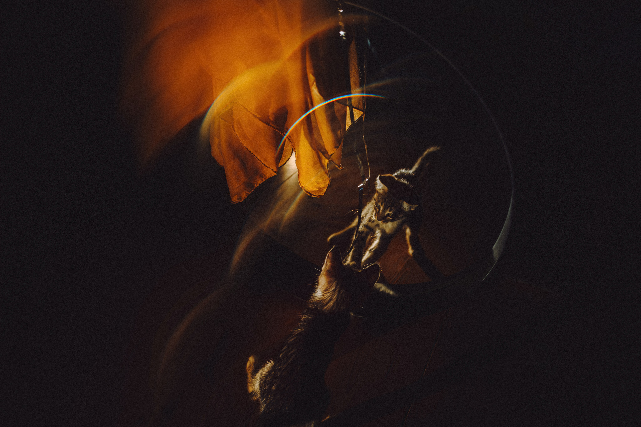 Более 30 идей для фотосессии с котенком