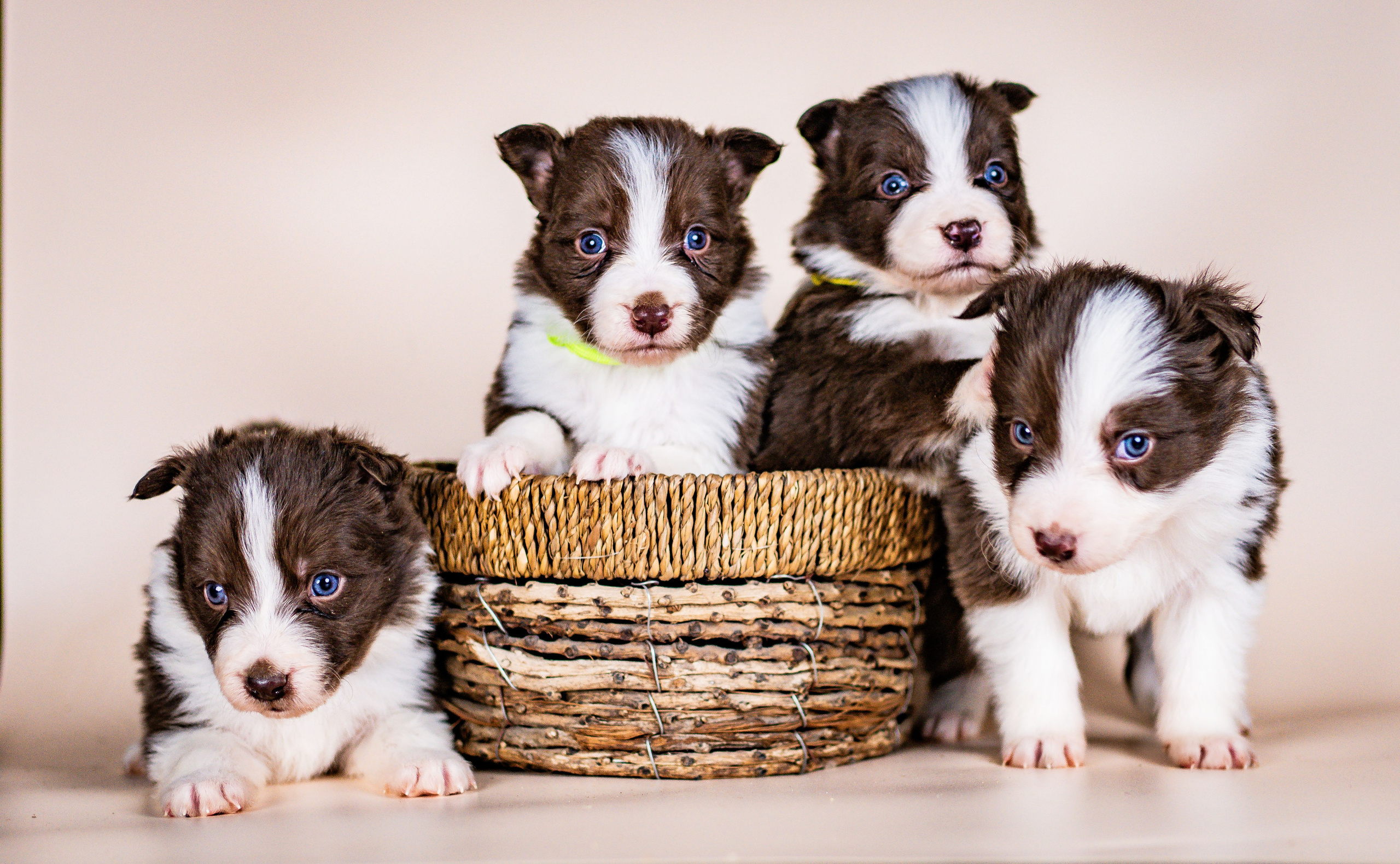 Фритсвит. Семейный фотограф Ефремова Виктория
