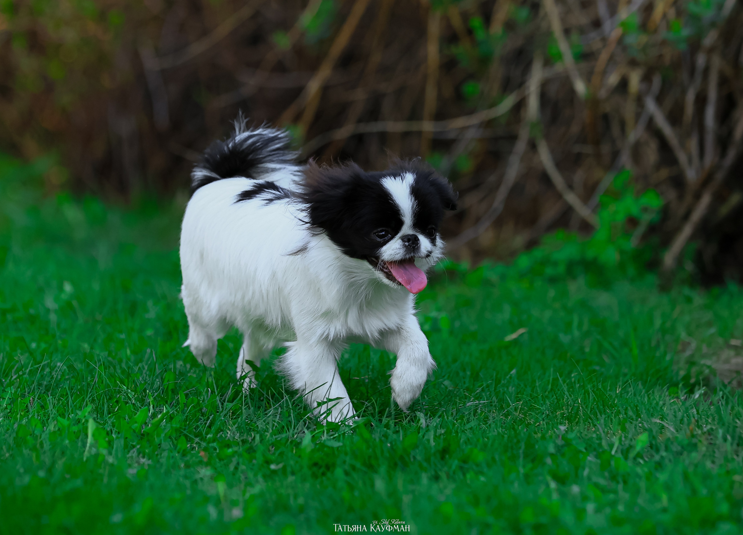 Японский хин, фотография японский хин, собака в цветах, красивая собака, фотограф анималист, фотокурс Анималистика, научиться фотографировать собак, фотограф Новосибирск