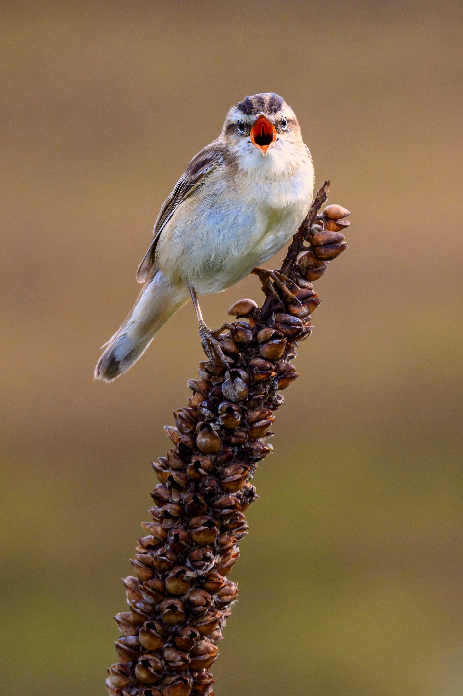 Веретенник и скворцы. Wildlife photography by Sergey Puponin