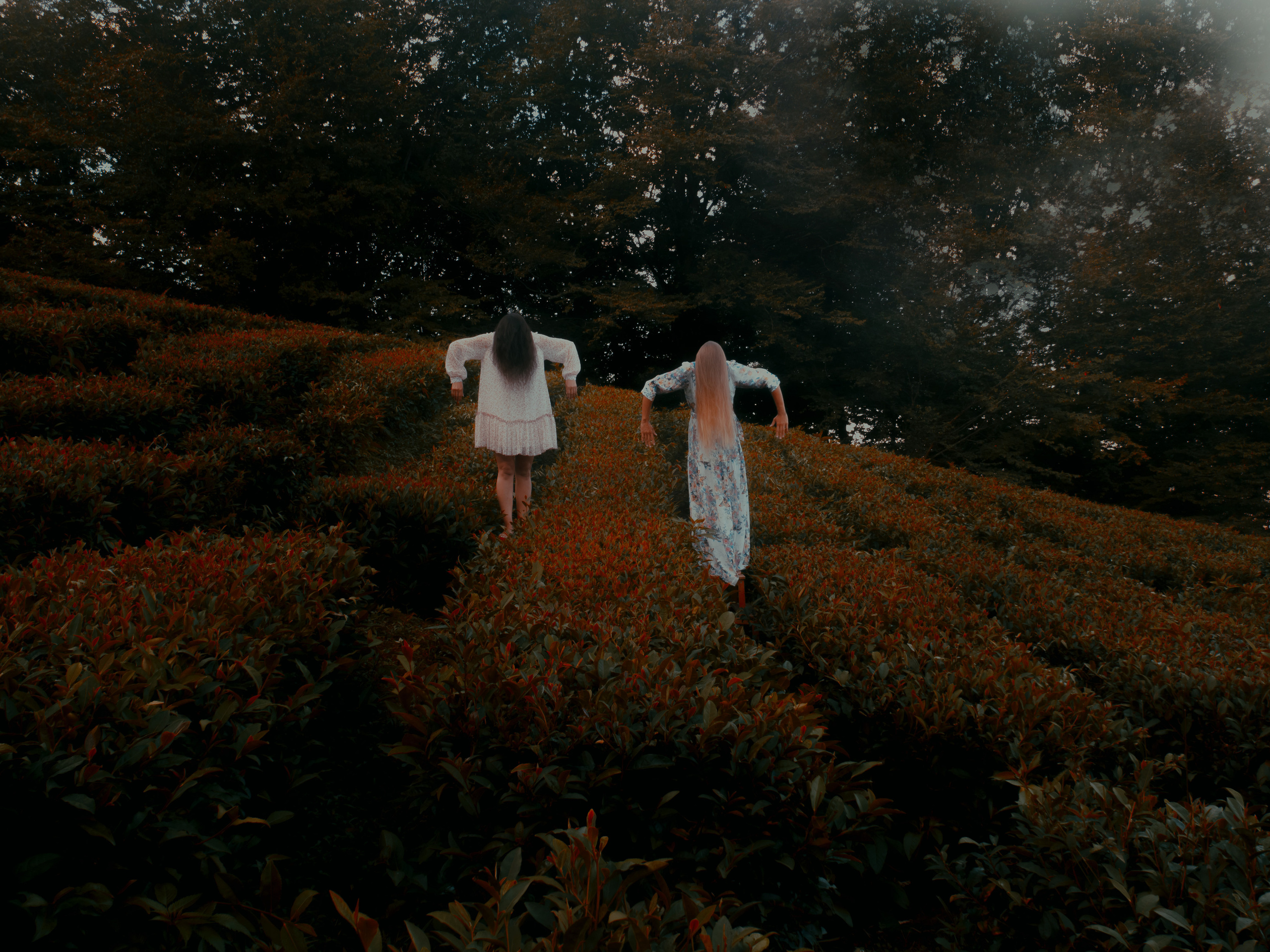 ЧАЙНЫЕ ПЛАНТАЦИИ. Меня зовут ОЛЬГА. Я ПЕРСОНАЛЬНЫЙ ФОТОГРАФ, МОСКВА