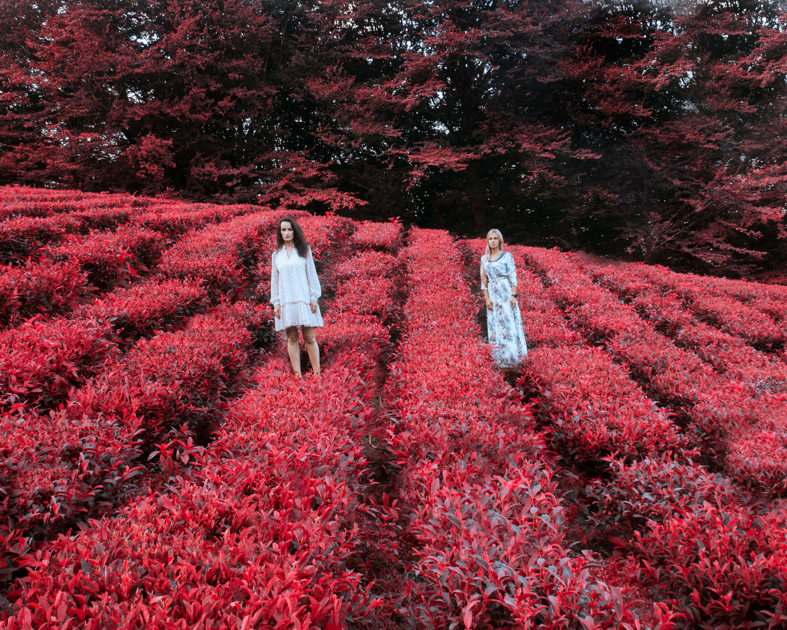 ЧАЙНЫЕ ПЛАНТАЦИИ. Меня зовут ОЛЬГА. Я ПЕРСОНАЛЬНЫЙ ФОТОГРАФ, МОСКВА