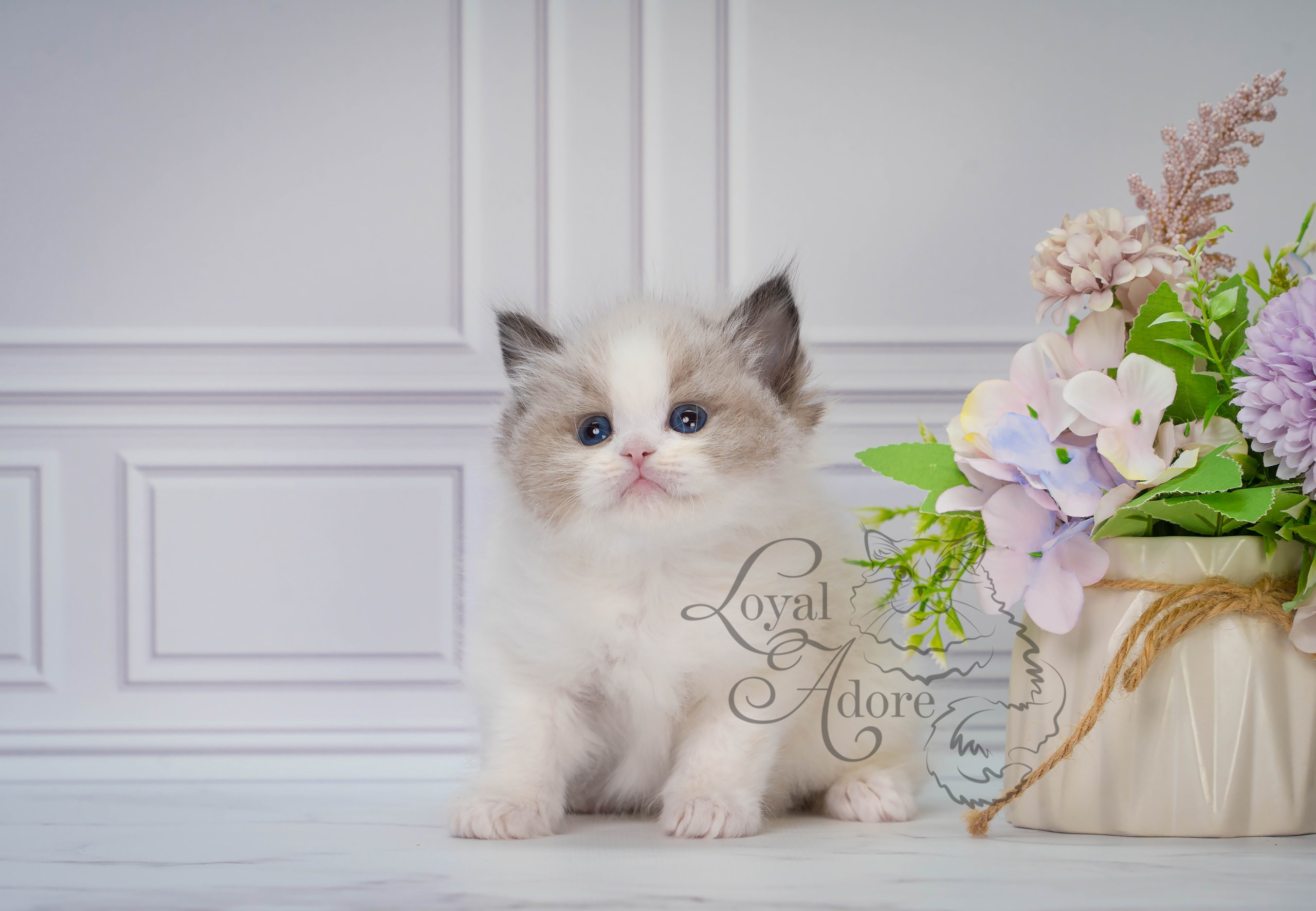 Котята рэгдолл от Loyal Adore. Питомник рэгдолл Loyal Adore