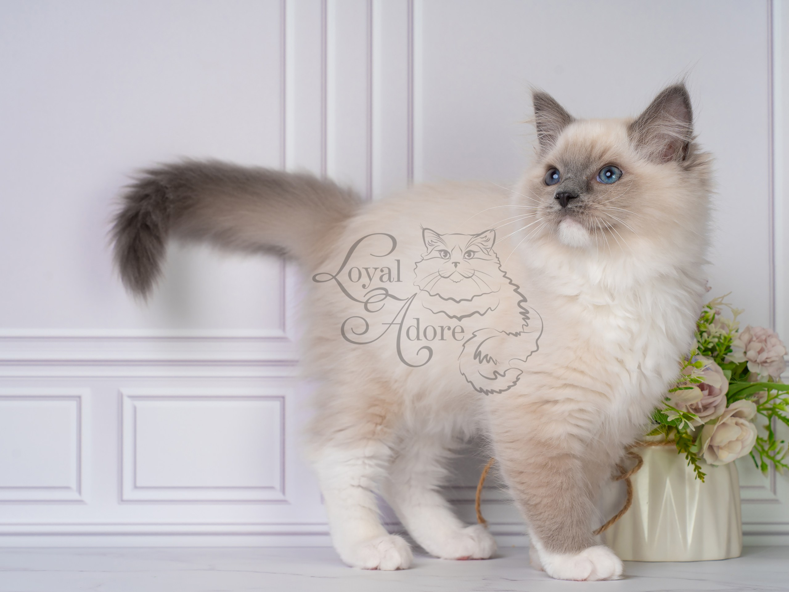 Все свободные котята. Питомник рэгдолл Loyal Adore