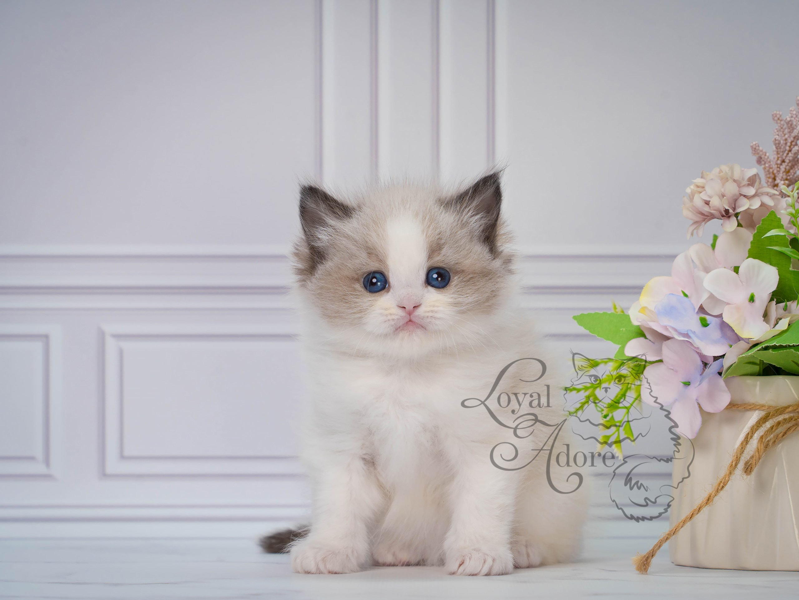 Котята рэгдолл от Loyal Adore. Питомник рэгдолл Loyal Adore