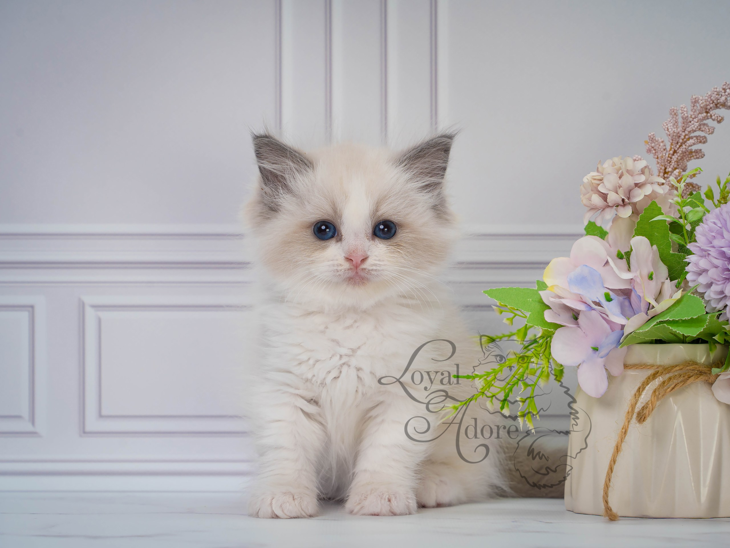 Котята рэгдолл от Loyal Adore. Питомник рэгдолл Loyal Adore
