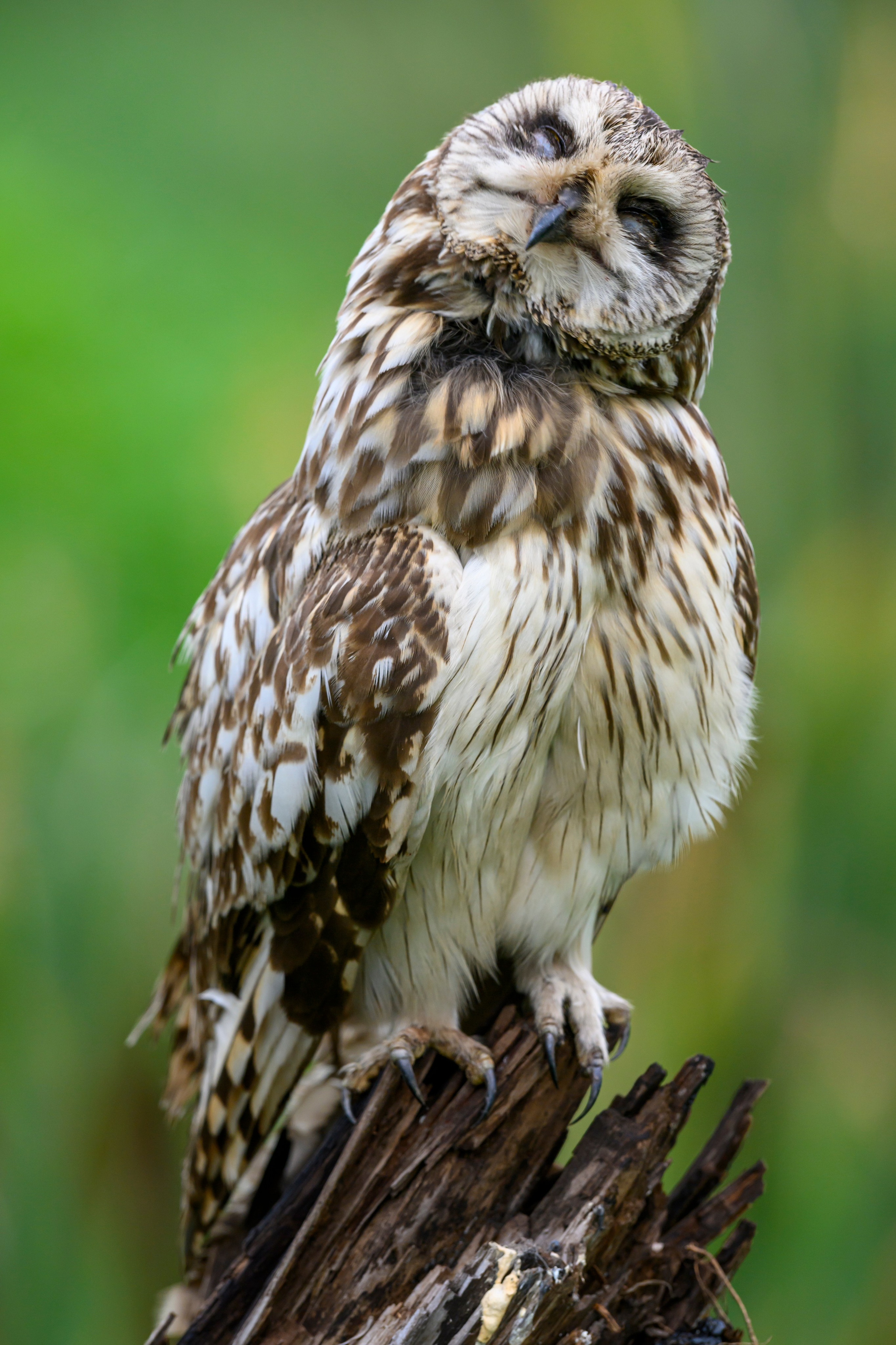 Эмоции совы. The emotions of the Owl. Wildlife photography by Sergey Puponin