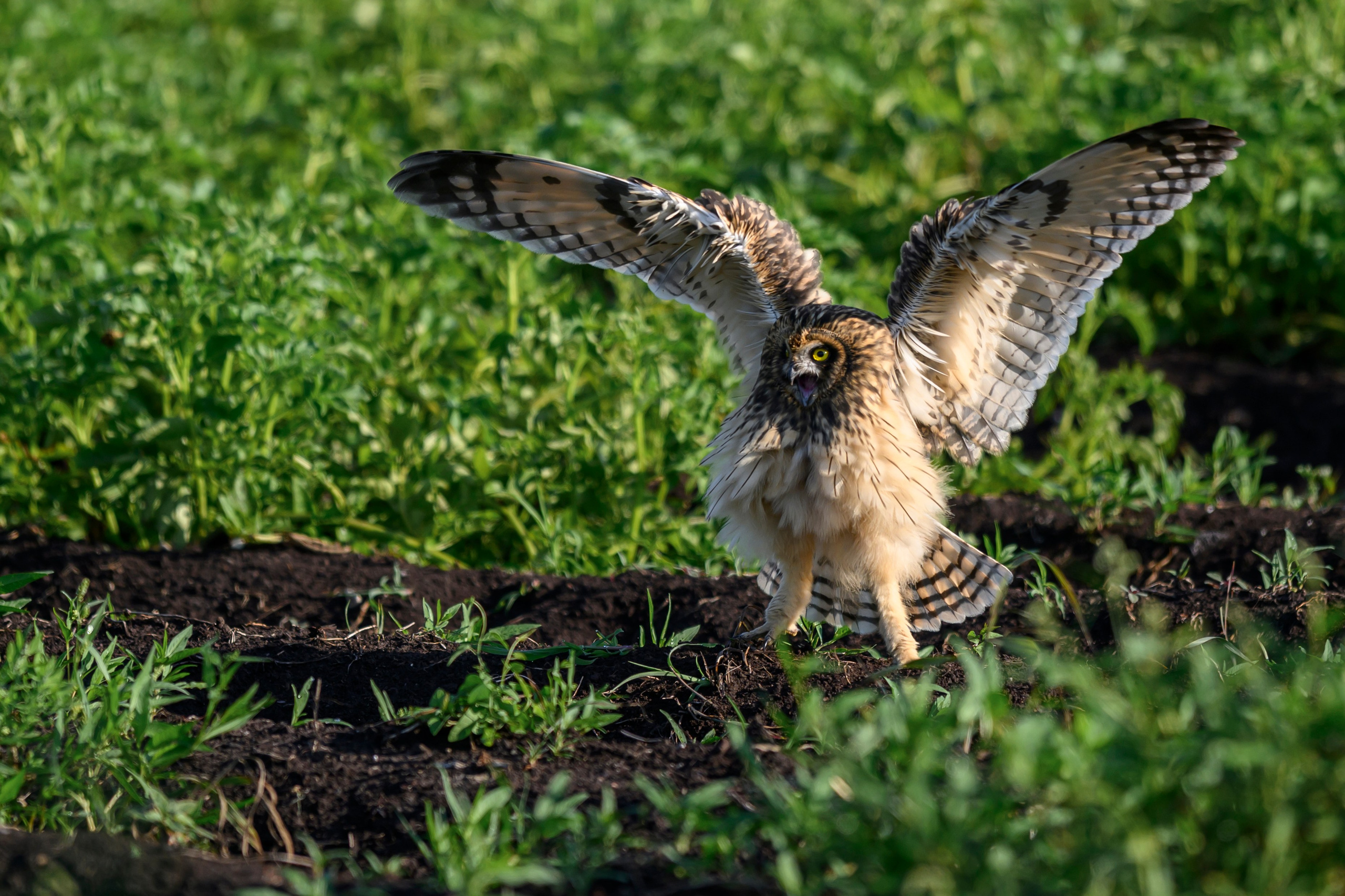 Совята завтракают. The owlets are having breakfast. Wildlife photography by Sergey Puponin