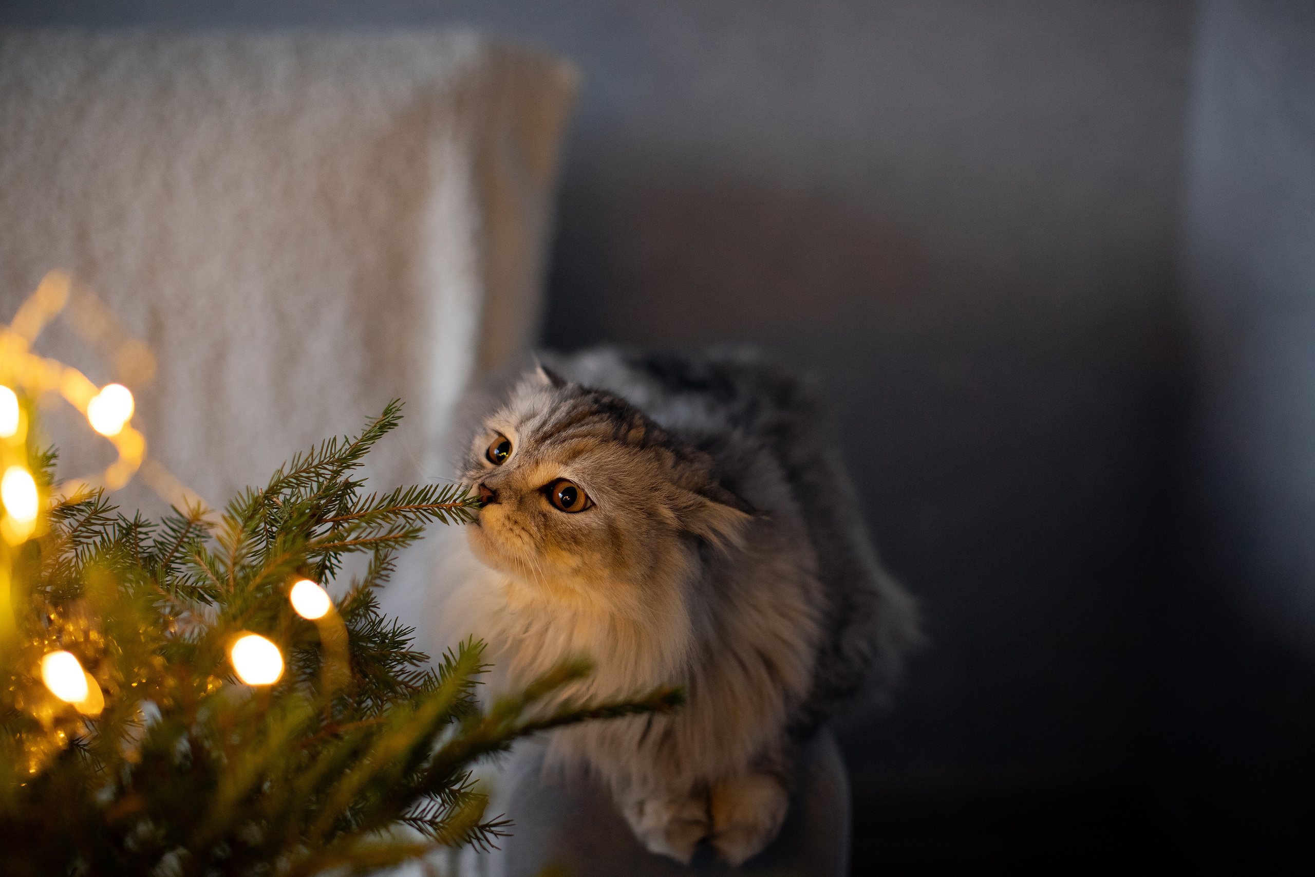 Первый Новый год. Семейный и детский фотограф в Саратове Полина Коткина
